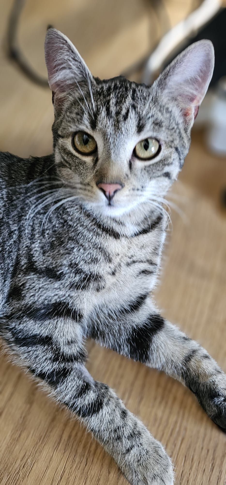 Luna - Hamerlinggasse, Gablitz