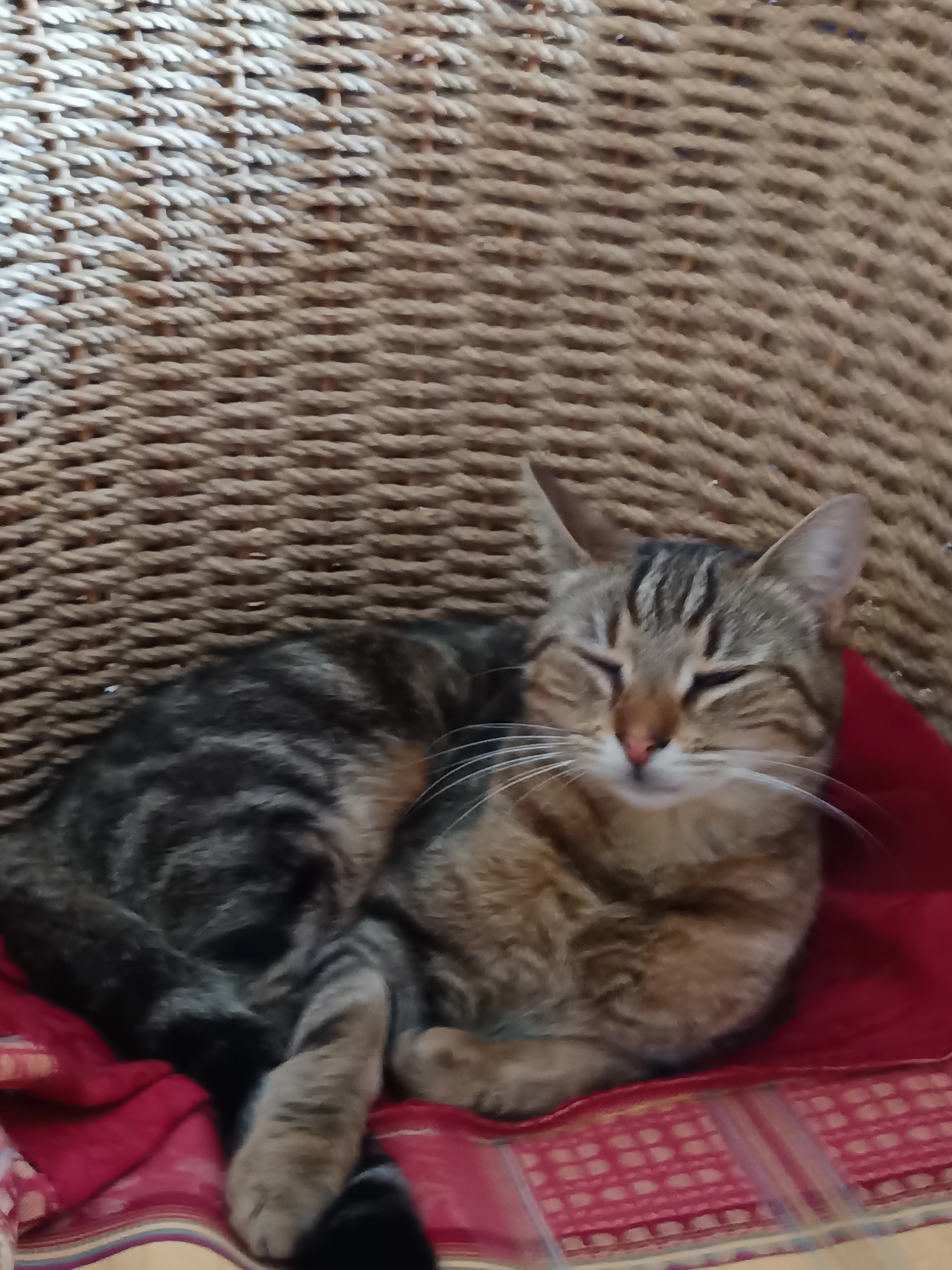 Tigrottino  - Impasse Du Parterre, Trans-en-Provence