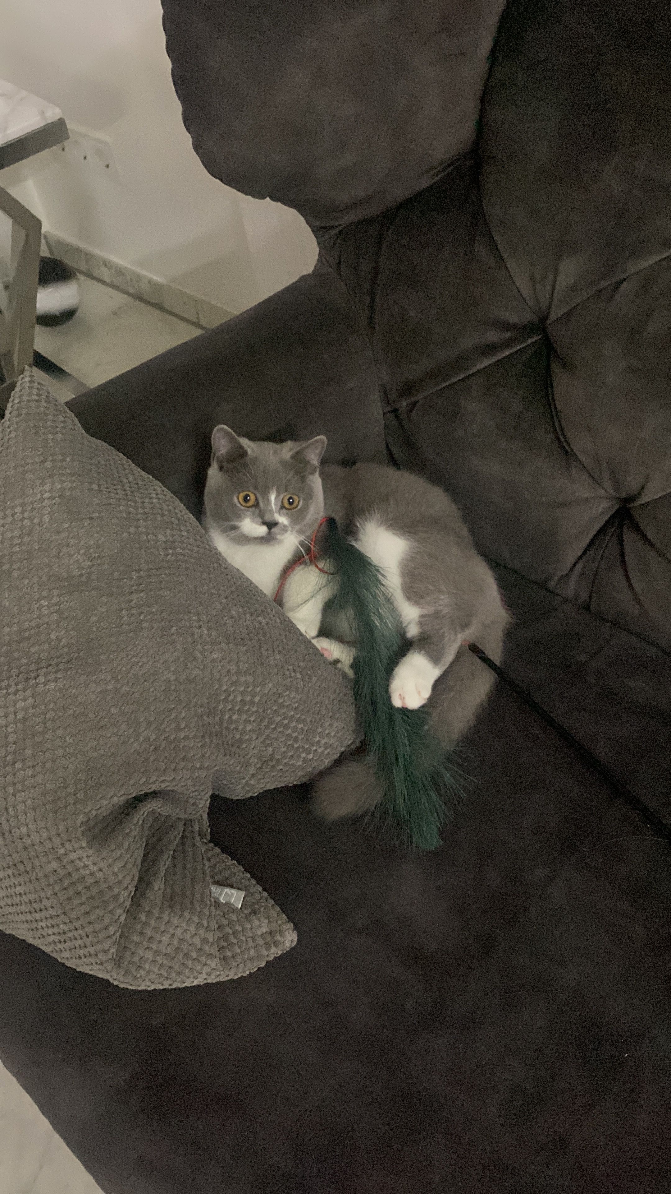 Muezza  - 89604, Allmendingen