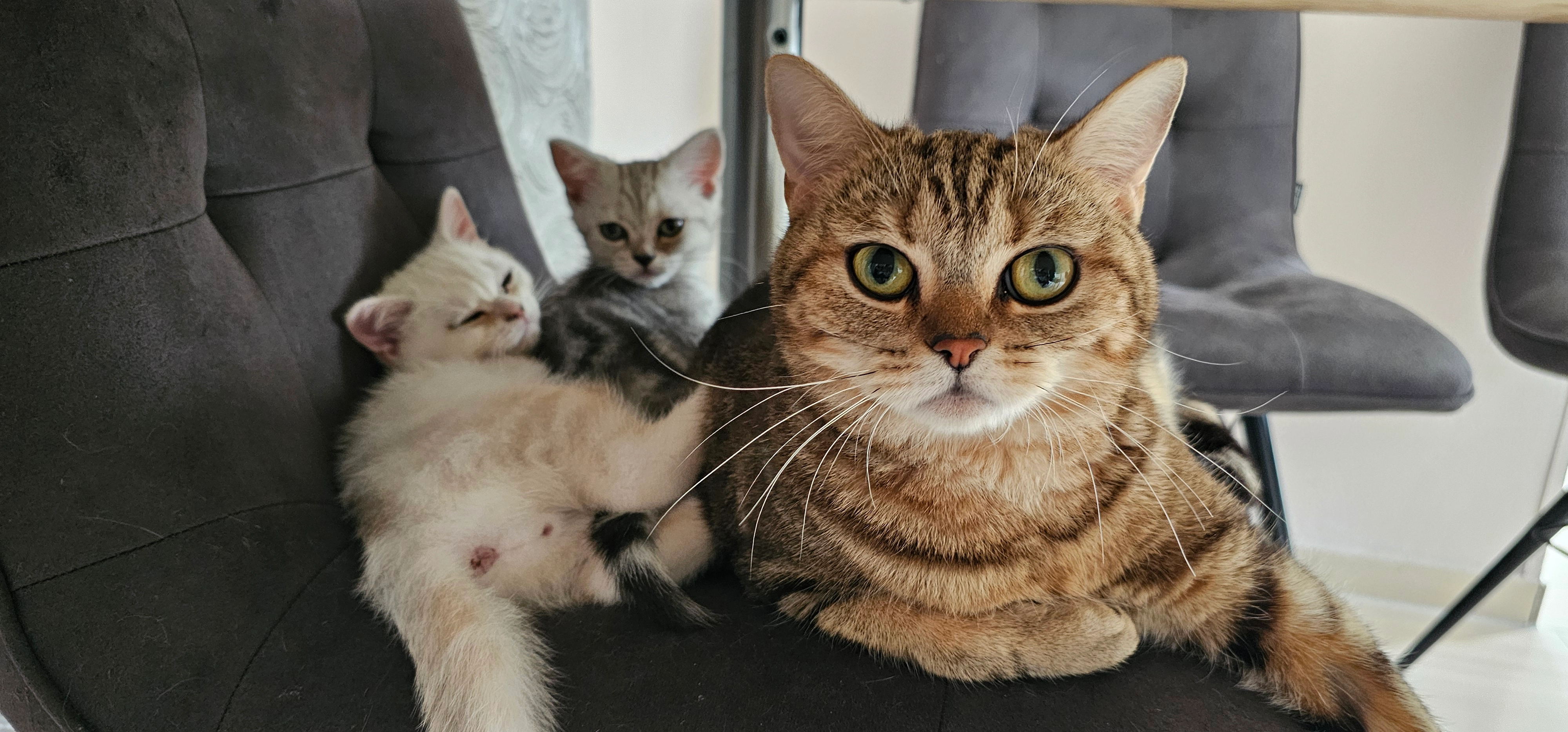 Kelly - Haberland, Schloß Holte-Stukenbrock