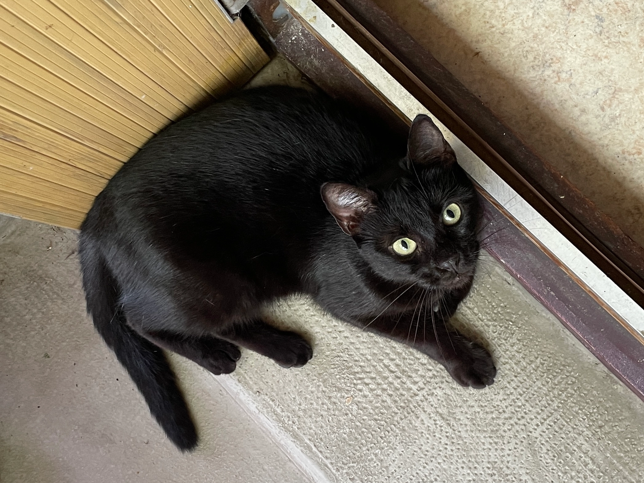 Lilith - 31 Avenue des Coteaux, Toulouse