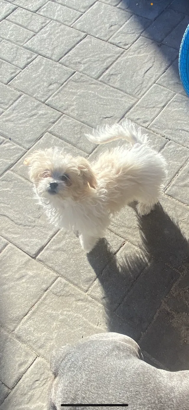 Coco - Oak Street, Amityville