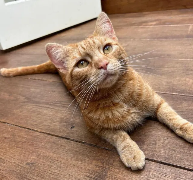 Simba - Ashford Lane, Dorney