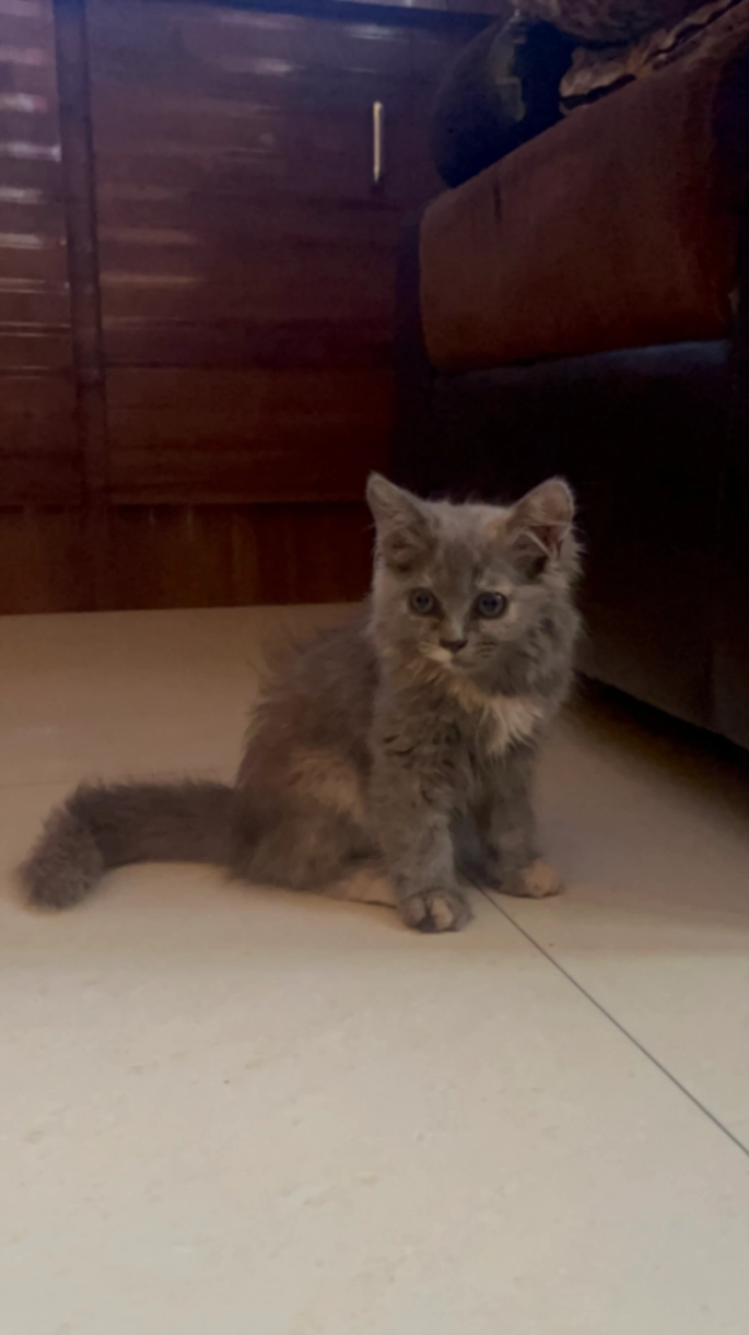 Zaira - Seethammadara Road, TPT Colony