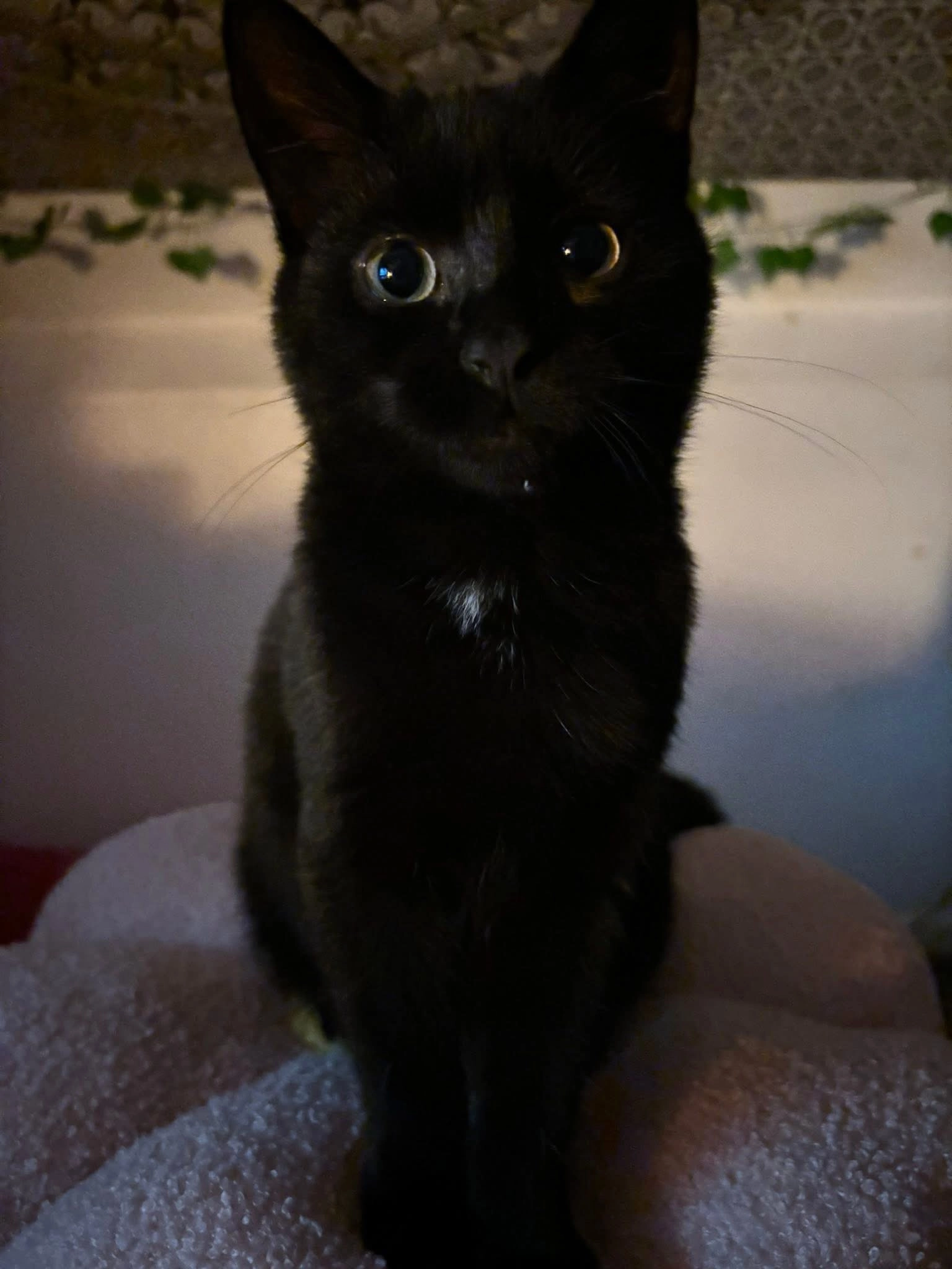 Mimi - Norglen Crescent, Belfast