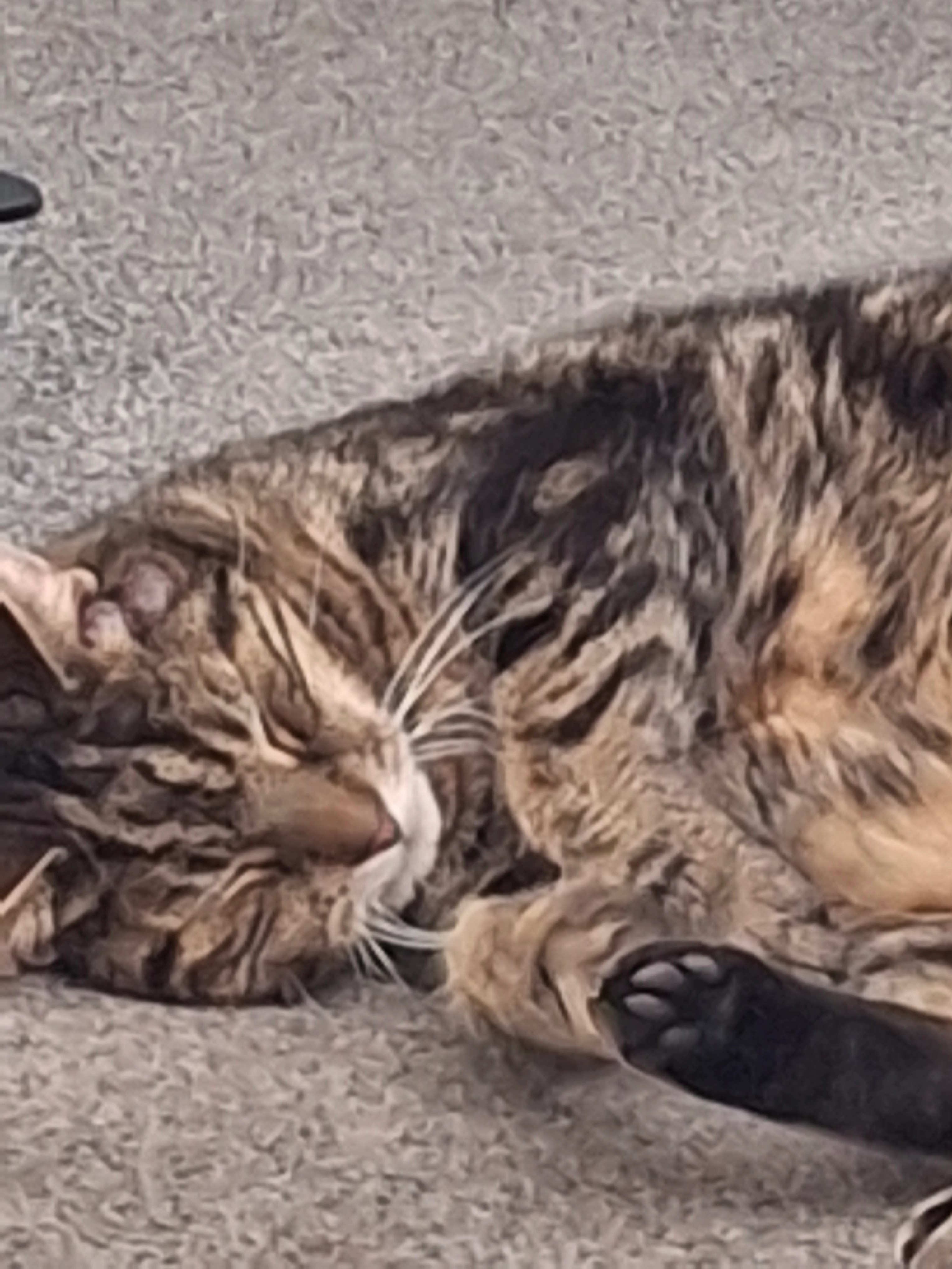 Dylan  - Lovel House, York