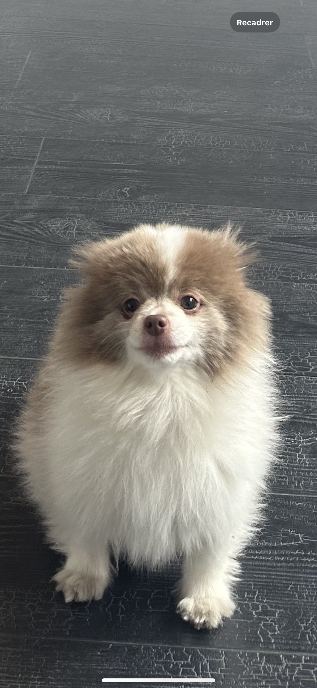 Puffy - Place Morny, Deauville