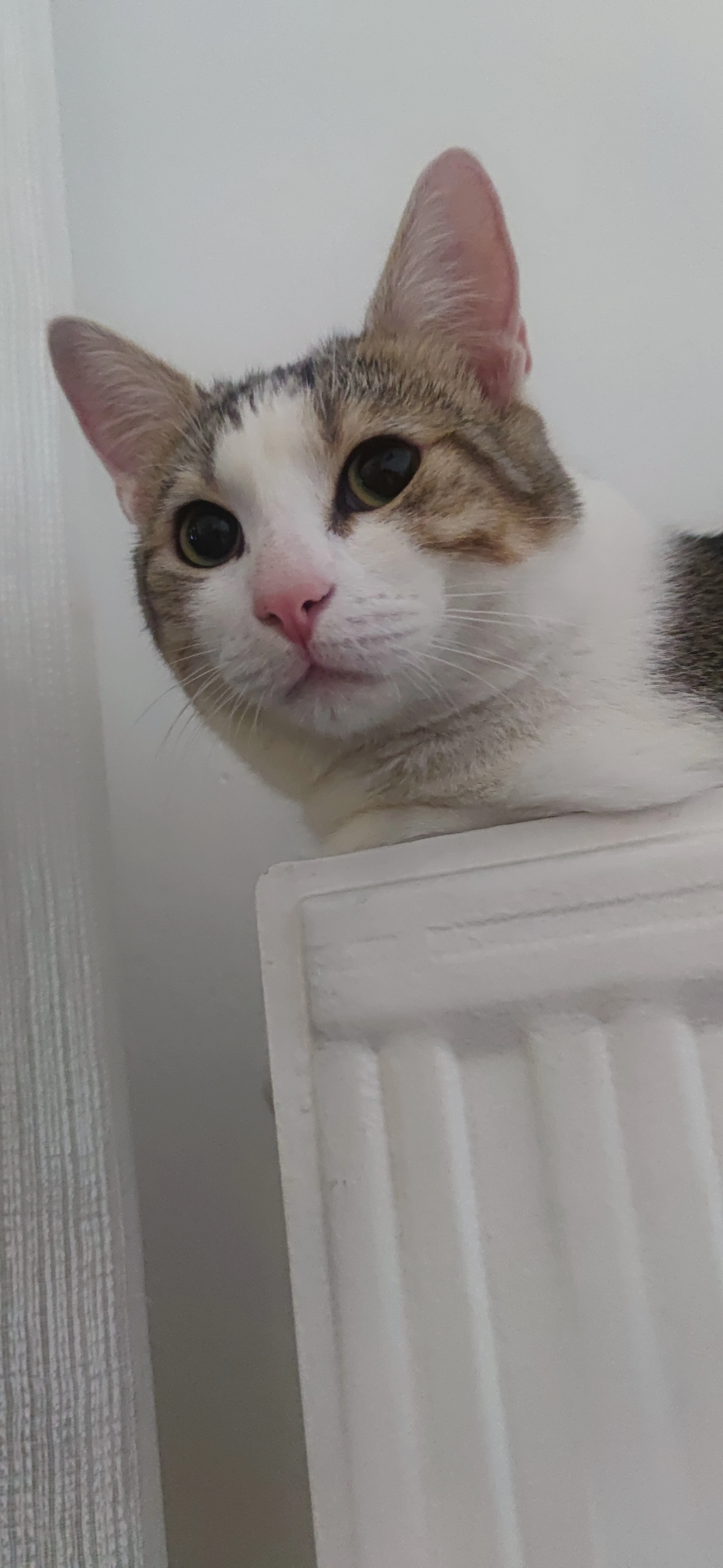 teddy - Impasse de la Cascade, Tresserve