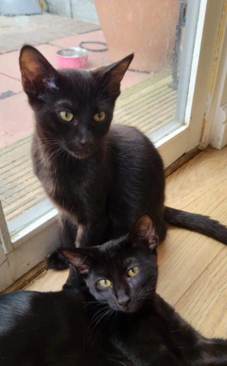 Sango - Delamere Road, Chelmsford