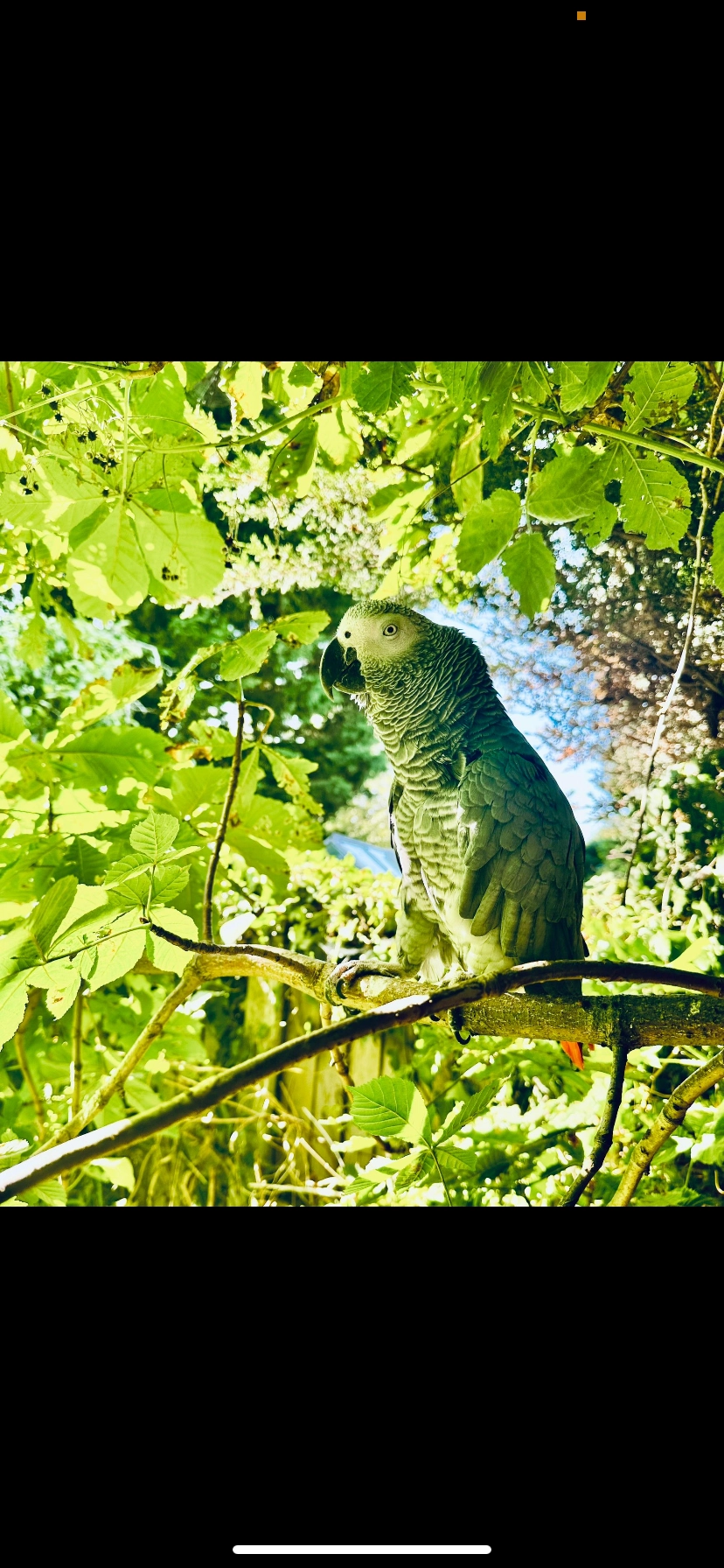basil - Church Lane, Worcester