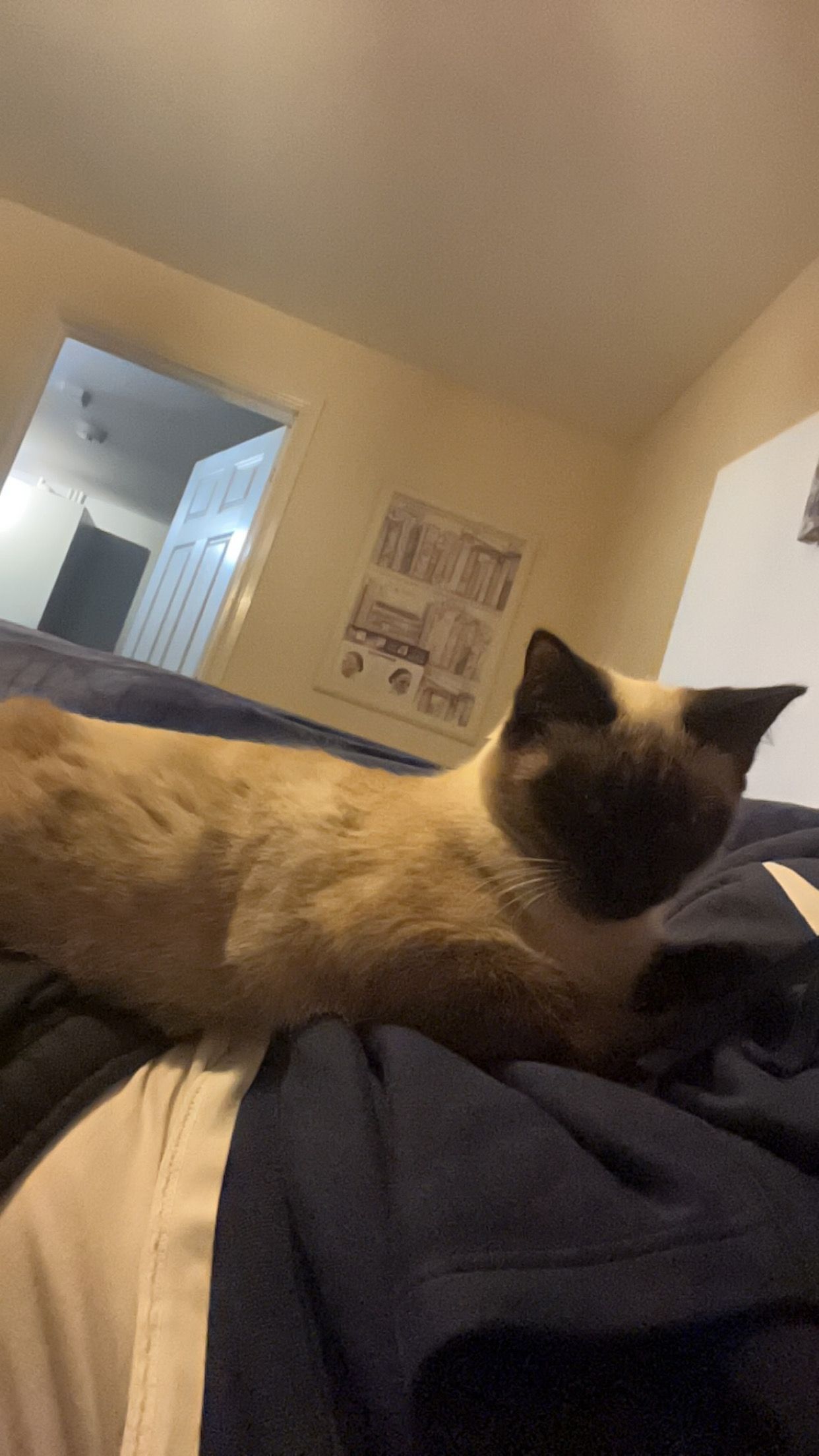 Guiness  - Lowfield Road, Tetbury