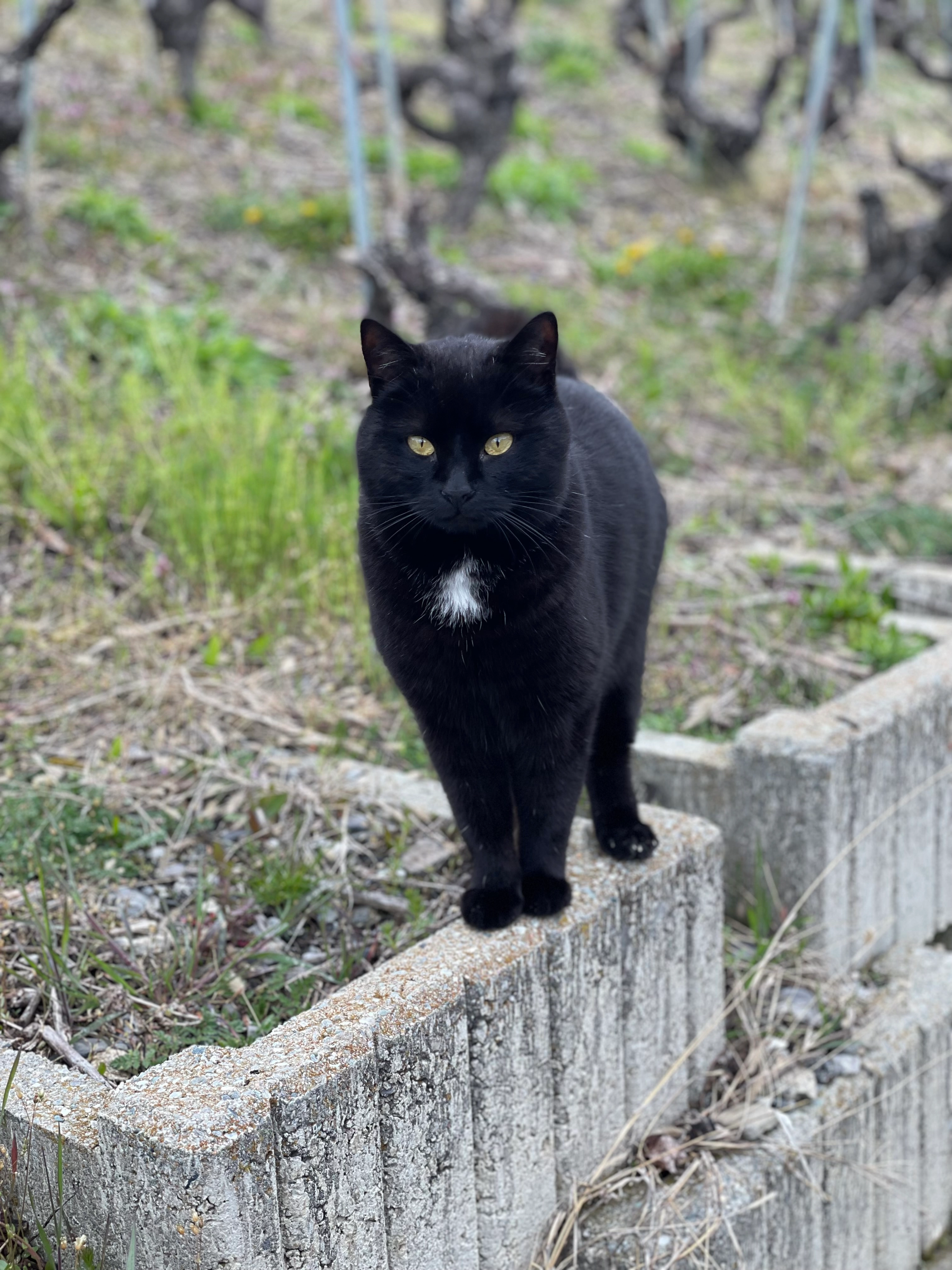 Puce - Chemin des Rayes, Grimisuat