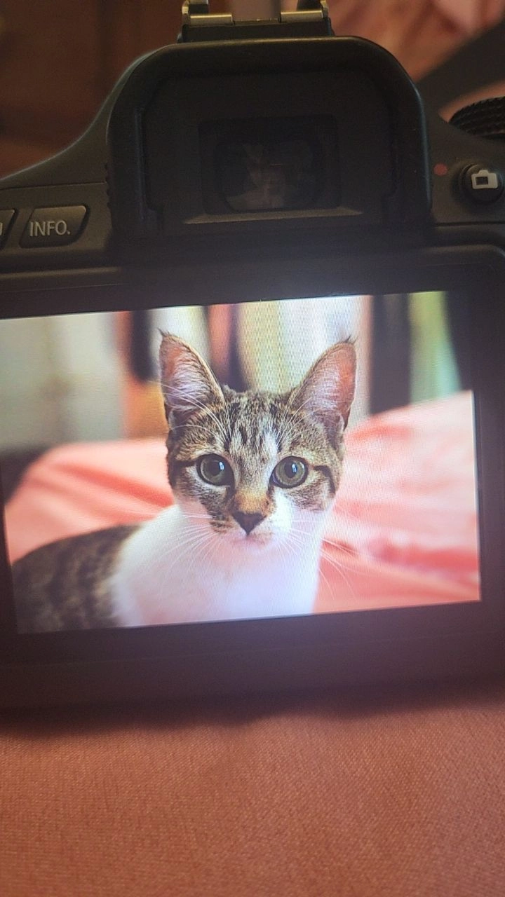 Evie - BN1 4, Brighton