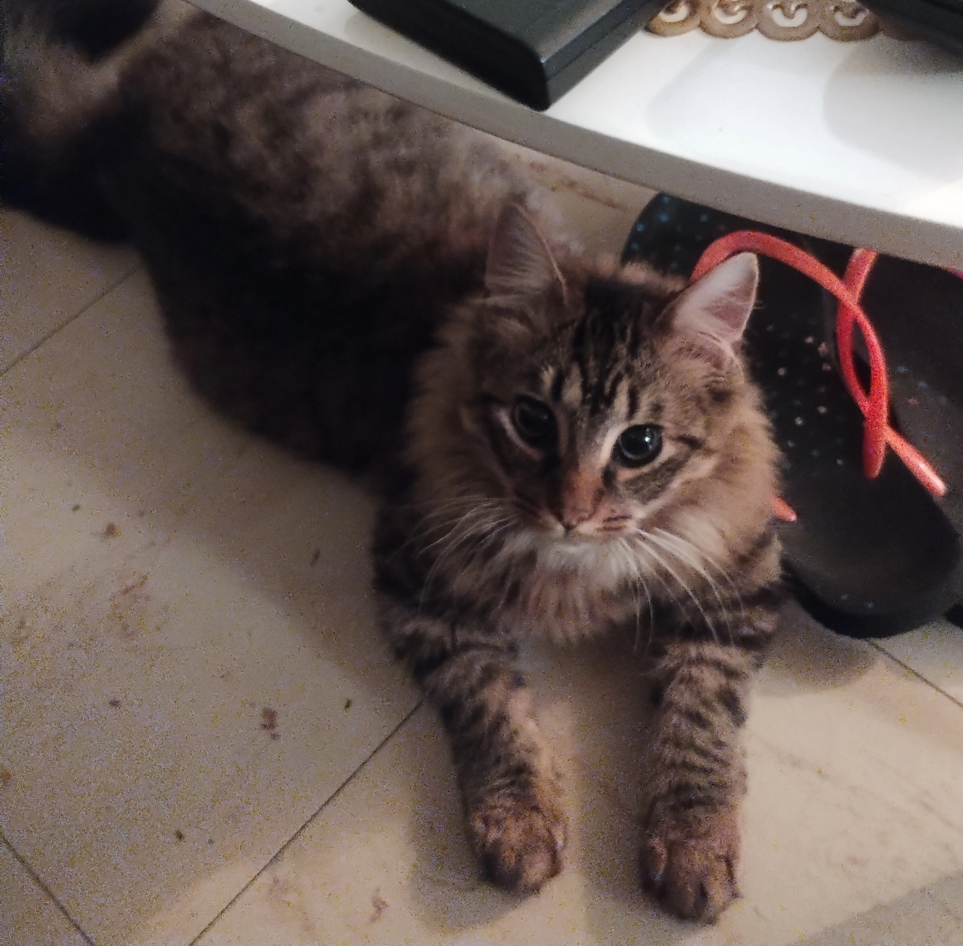 Luz - Rue De Mougon, Iteuil