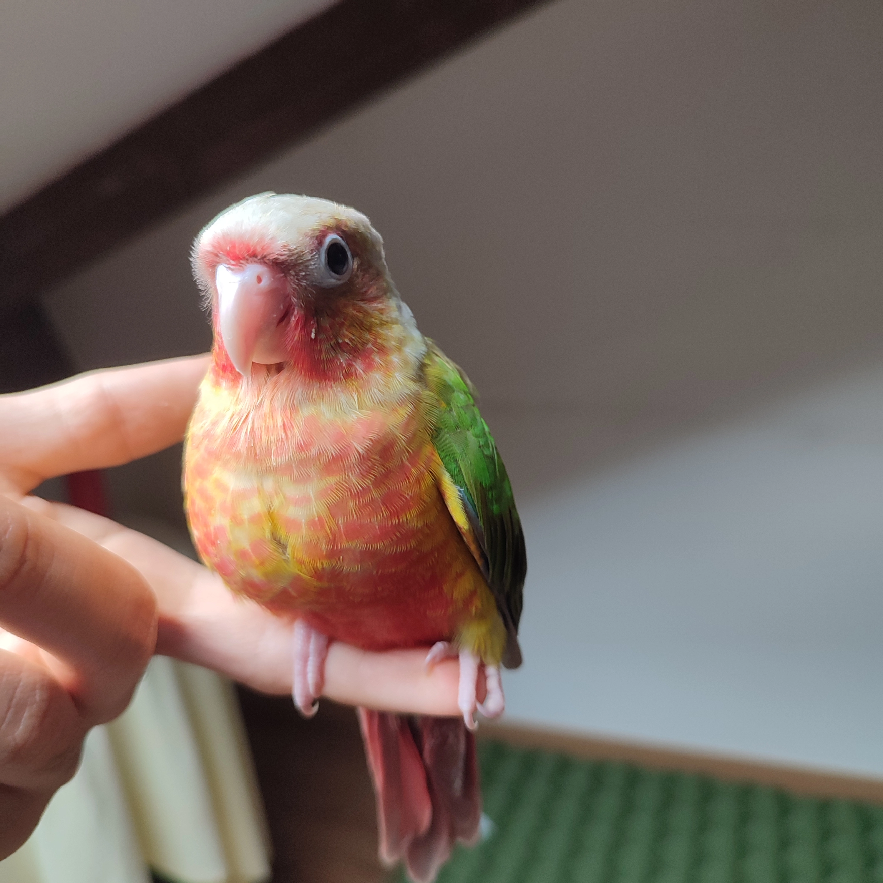 La lamamos embra pero es rallito - 32400, Ribadavia