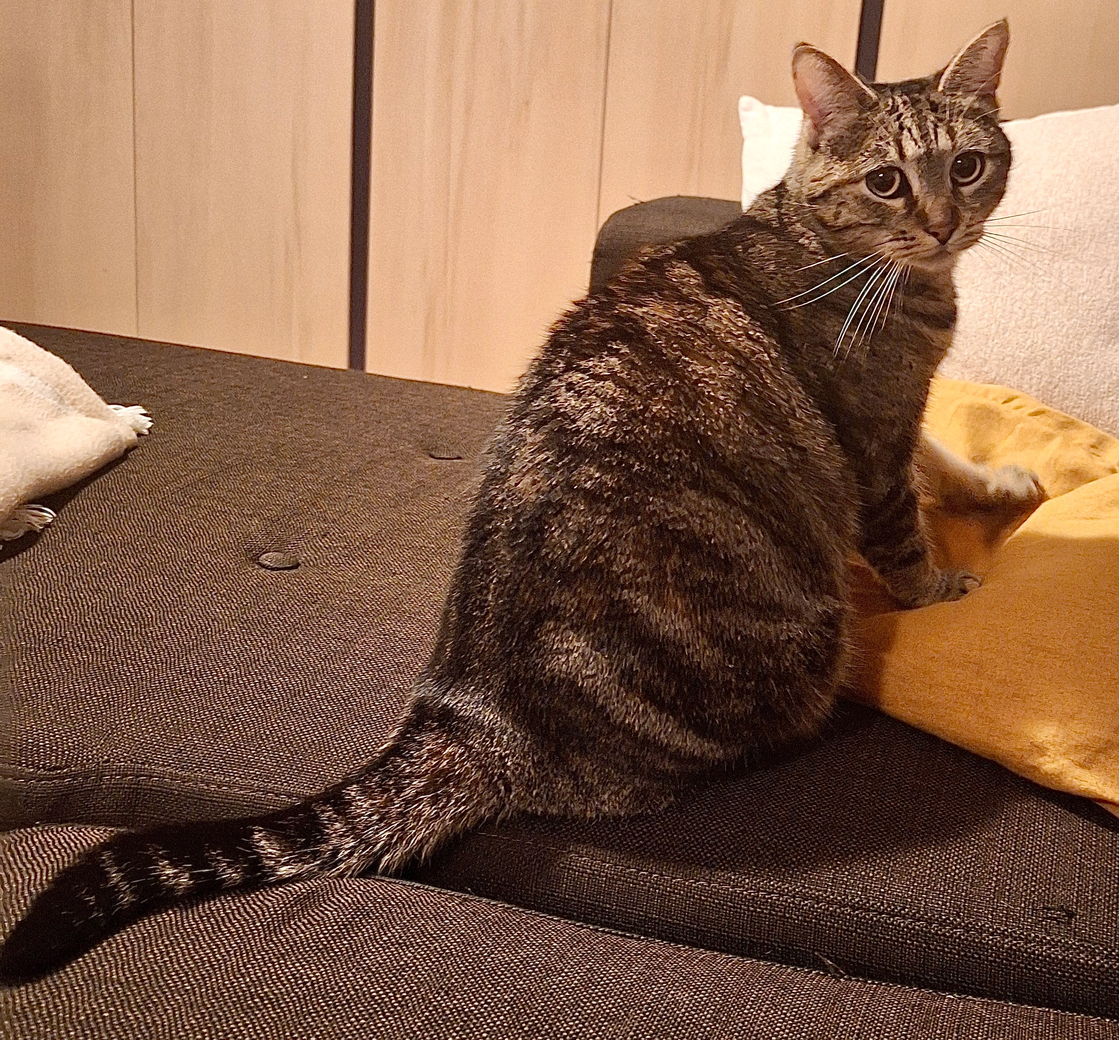 Scarlett  - Impasse Saint-Blaise, Anse