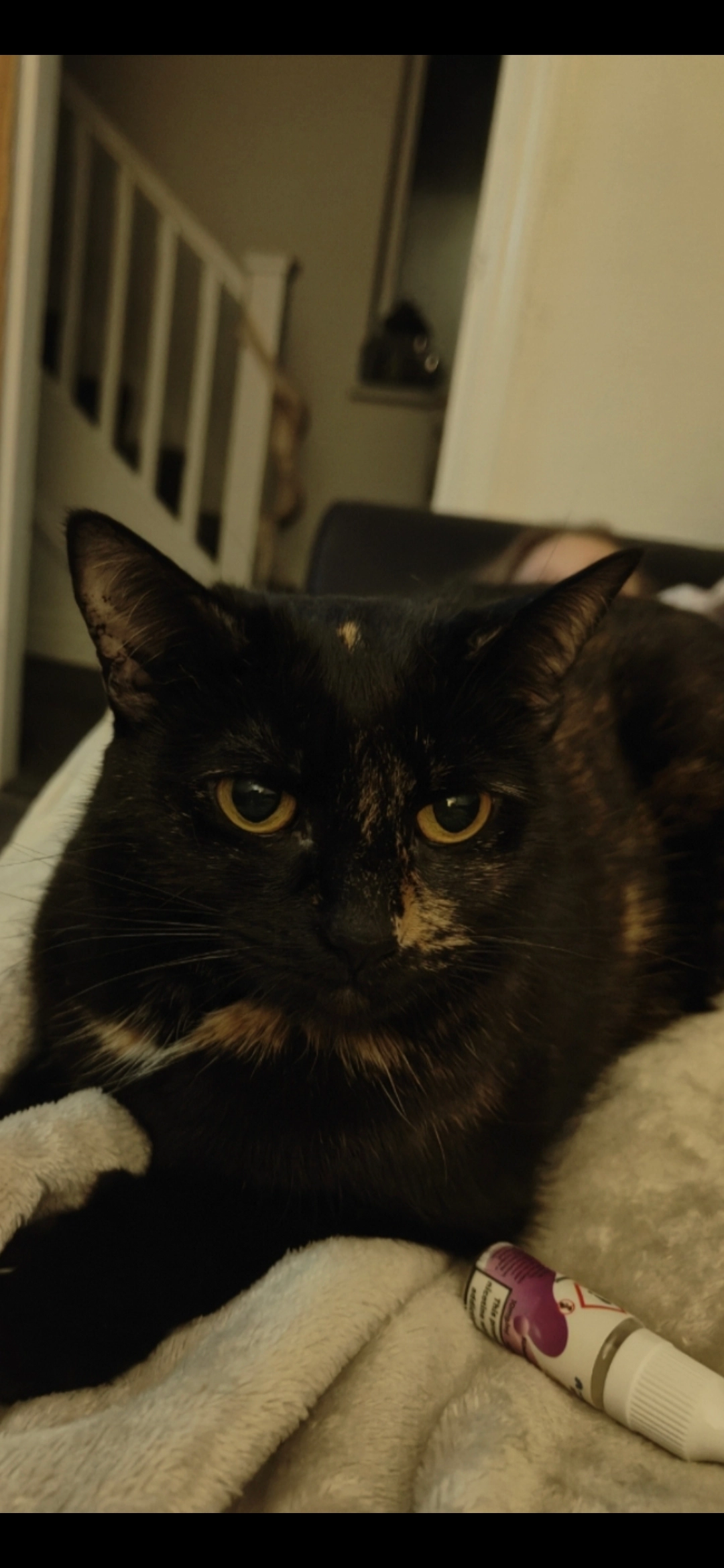 Jessie - Plane Green, Pontefract