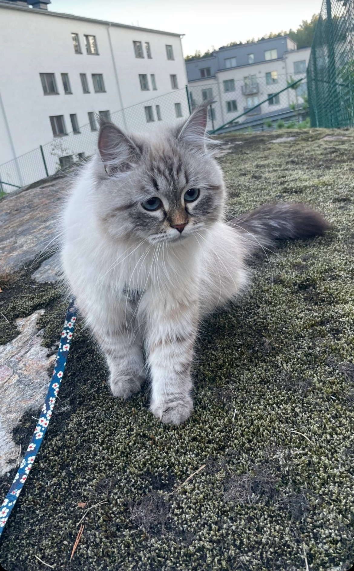 Kventin - Vega allé 104 + +46 72-034 85 51, Haninge