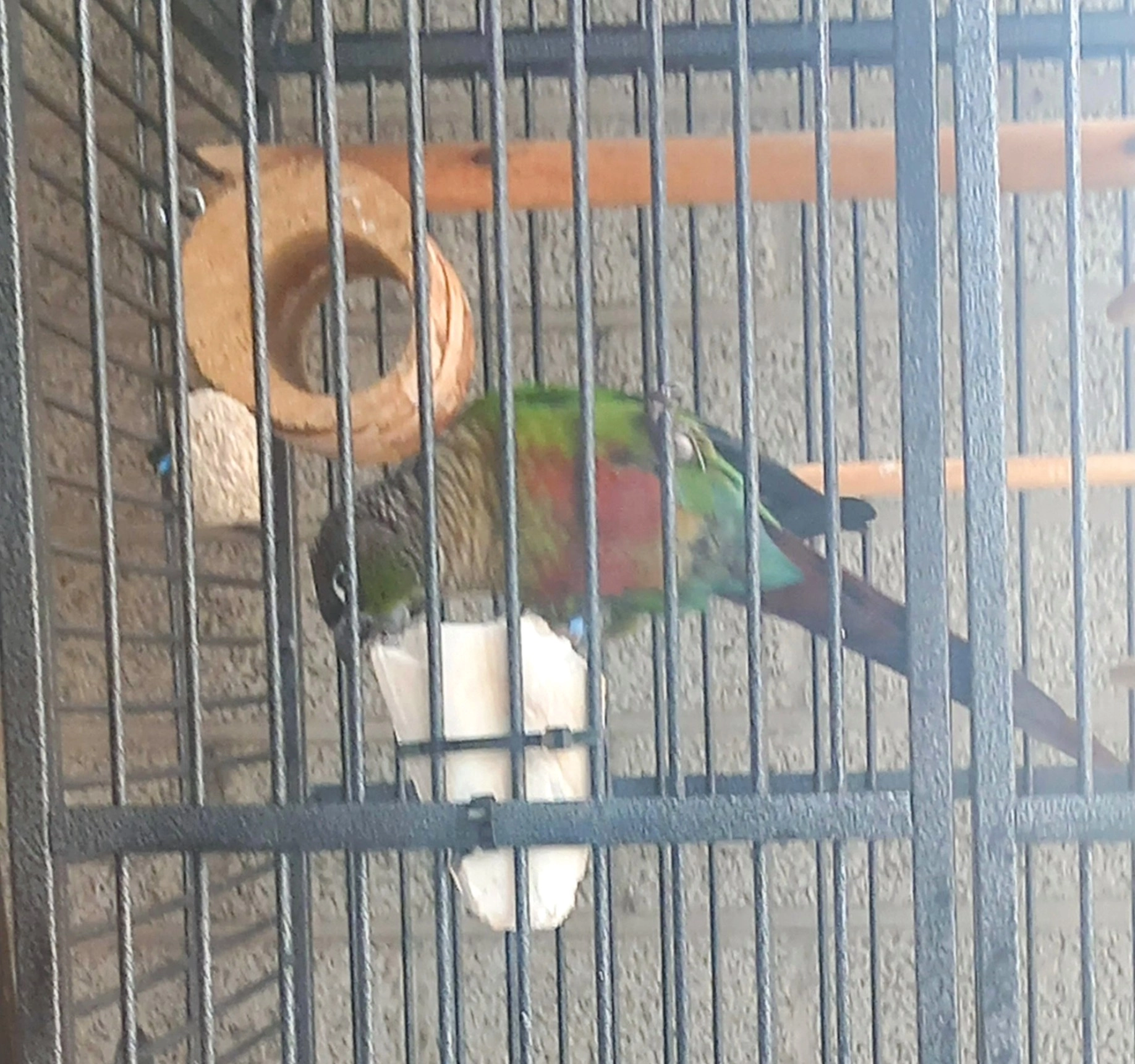 Grumpy - Edelzangerslaan, Leuven