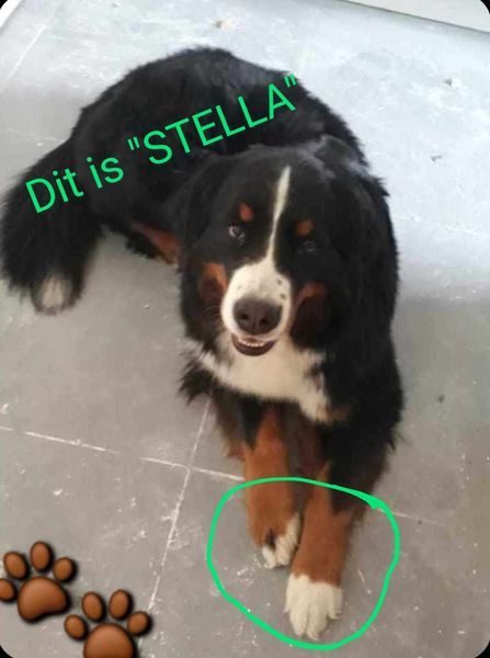 Stella - Eikenlaan, Waregem