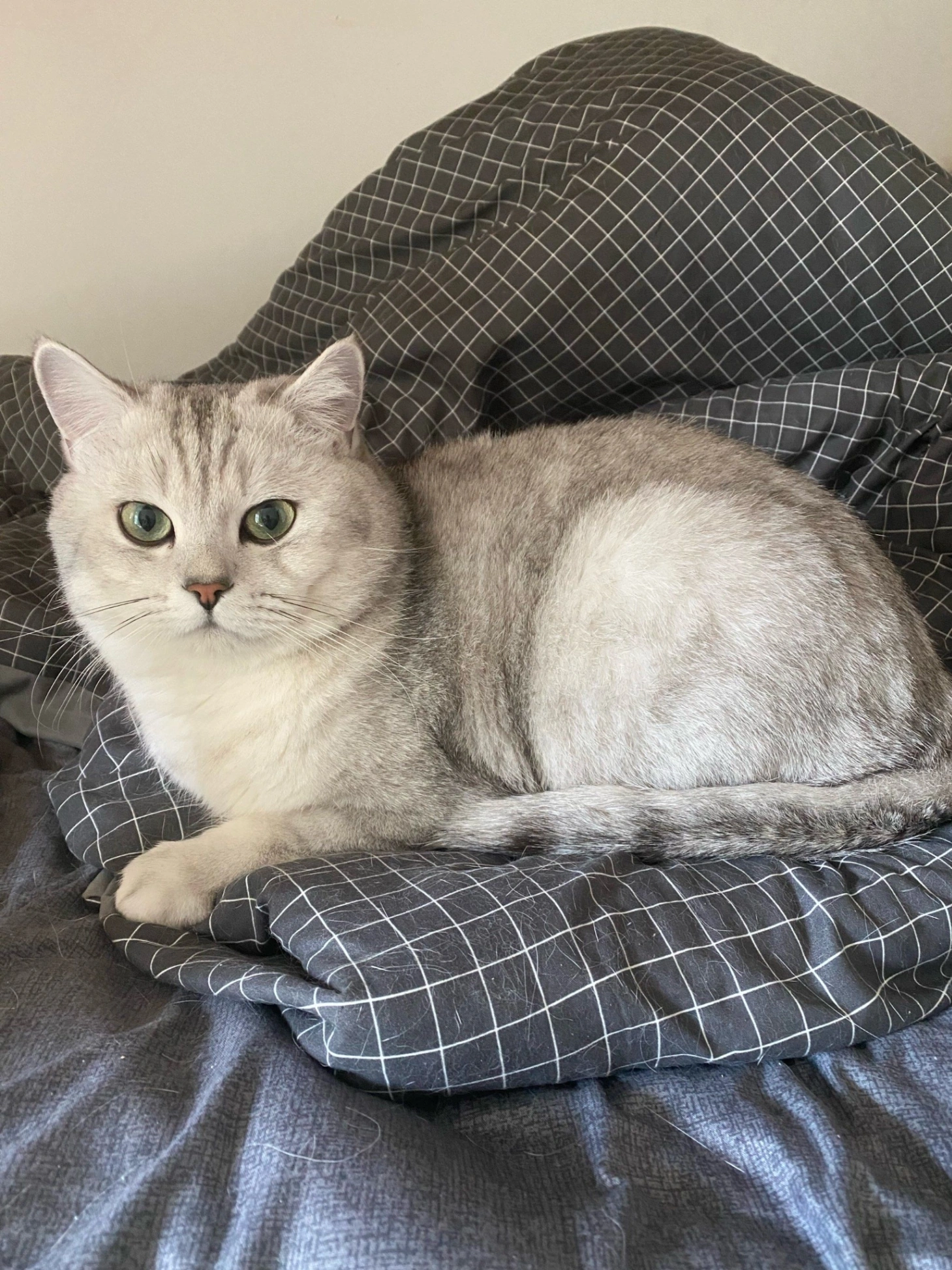 Ziggy - Bin He Blvd Fu Rd, Shenzhen City