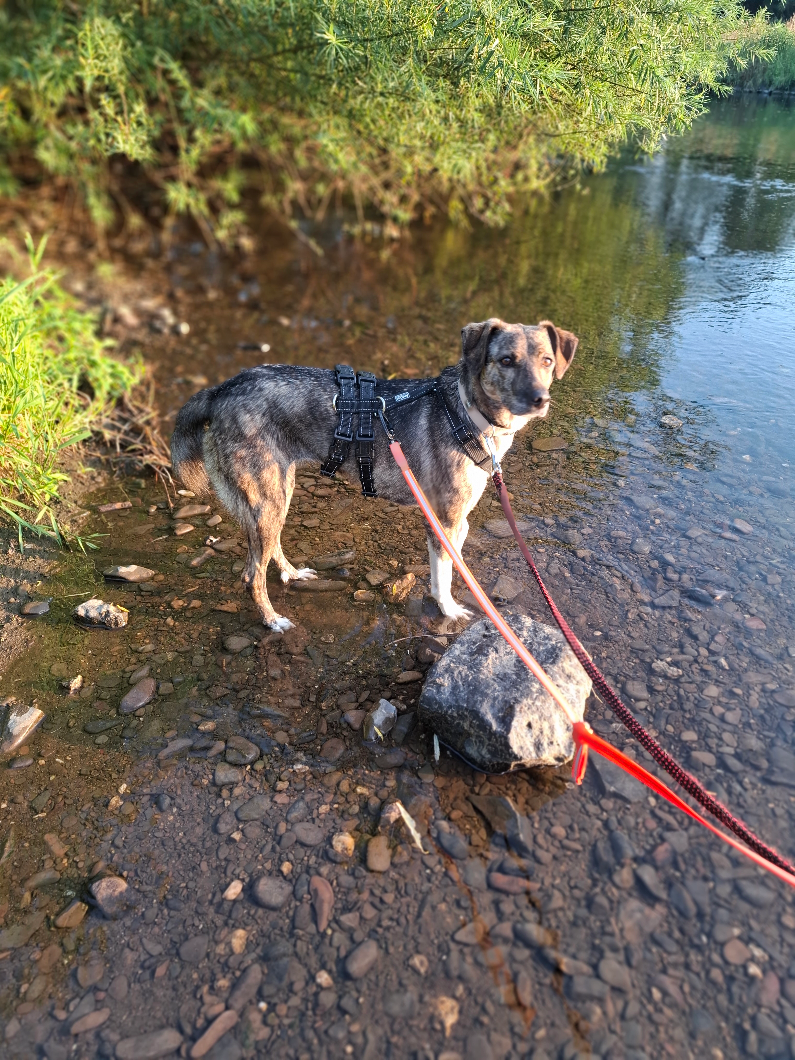 Ella - Zum Forst, Hennef