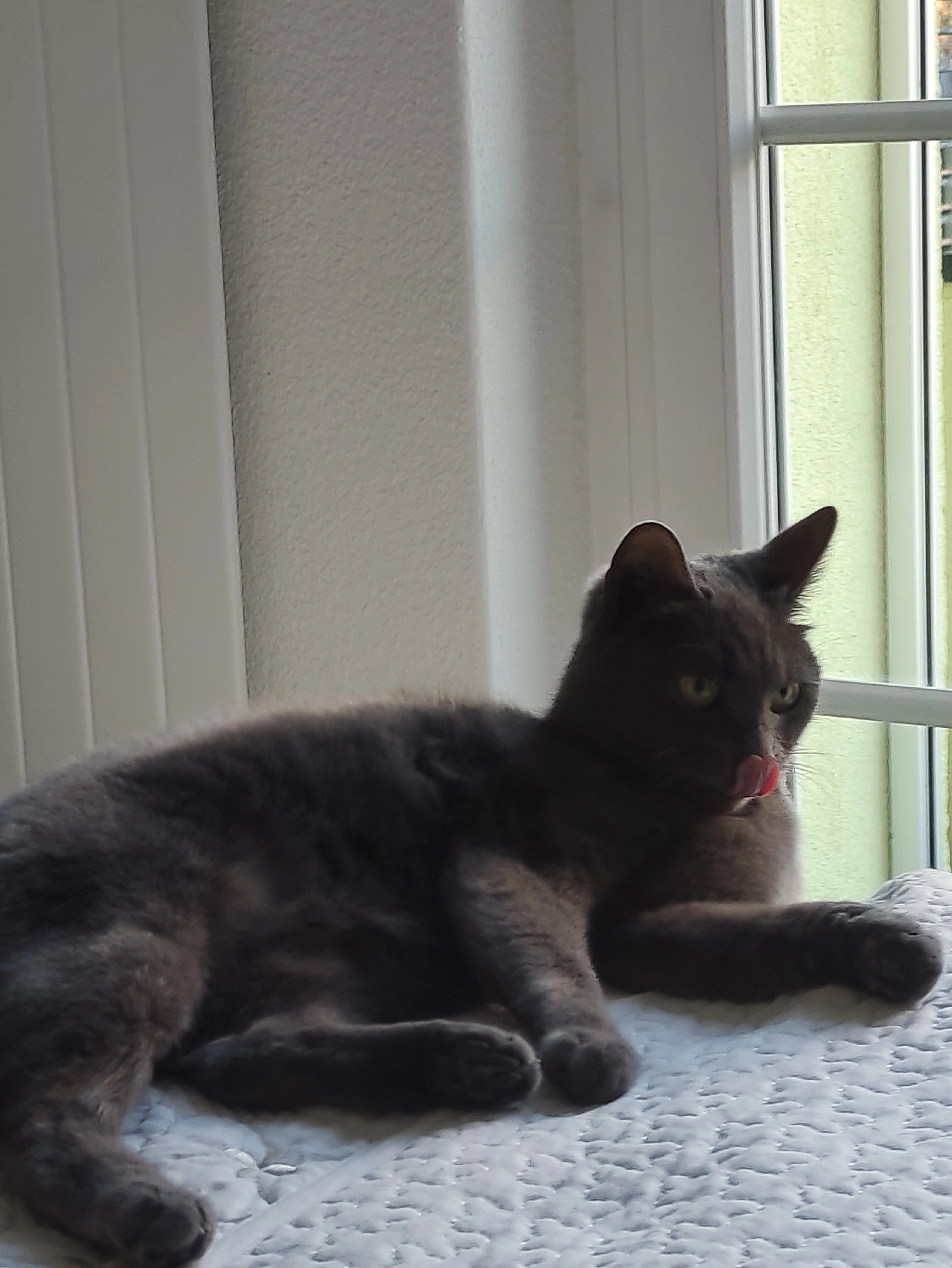 Rascha - Flüelerstrasse 16, Altdorf