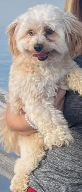 Simba - 19608 San Chisolm Dr, Round Rock