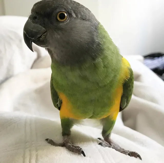 Olive - Presioca Street, Spring Valley