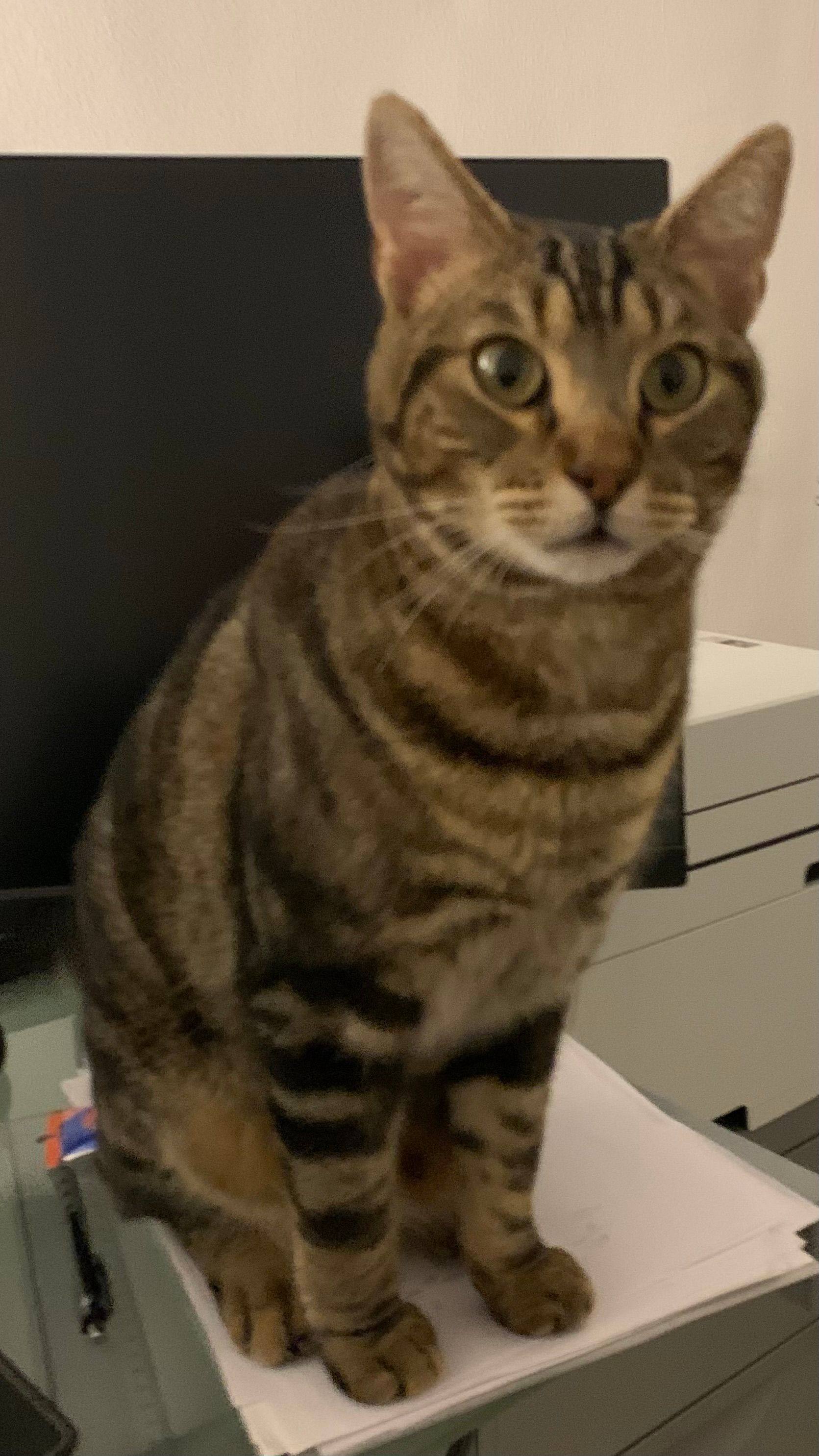 TIGRETTO - Ur Zahara De Istan, Istán