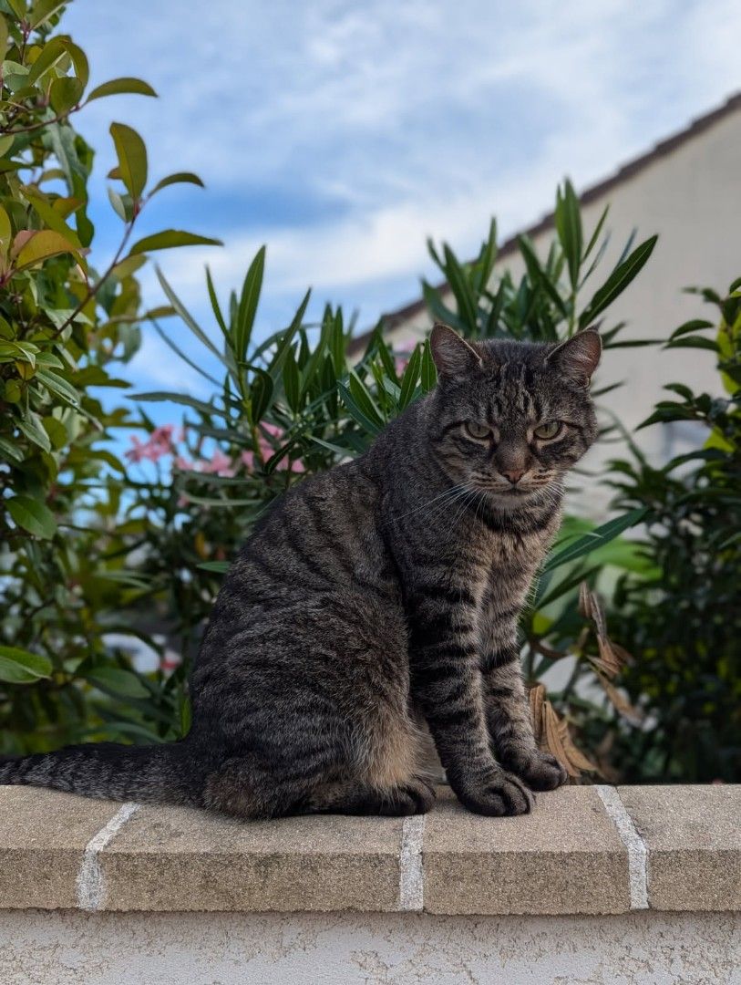 Léo  - Rue De La Seine, Saint-Pathus