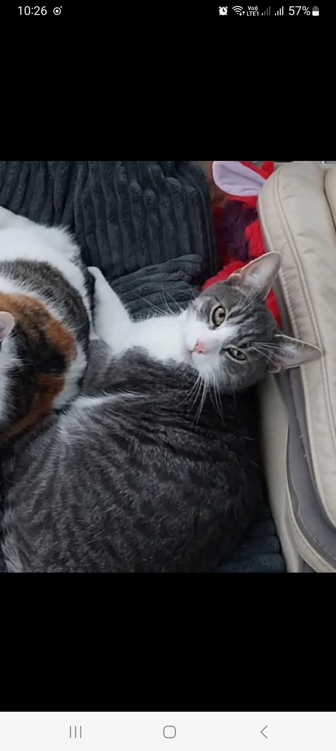 Oli - Emiel De Smitlaan, Oostende