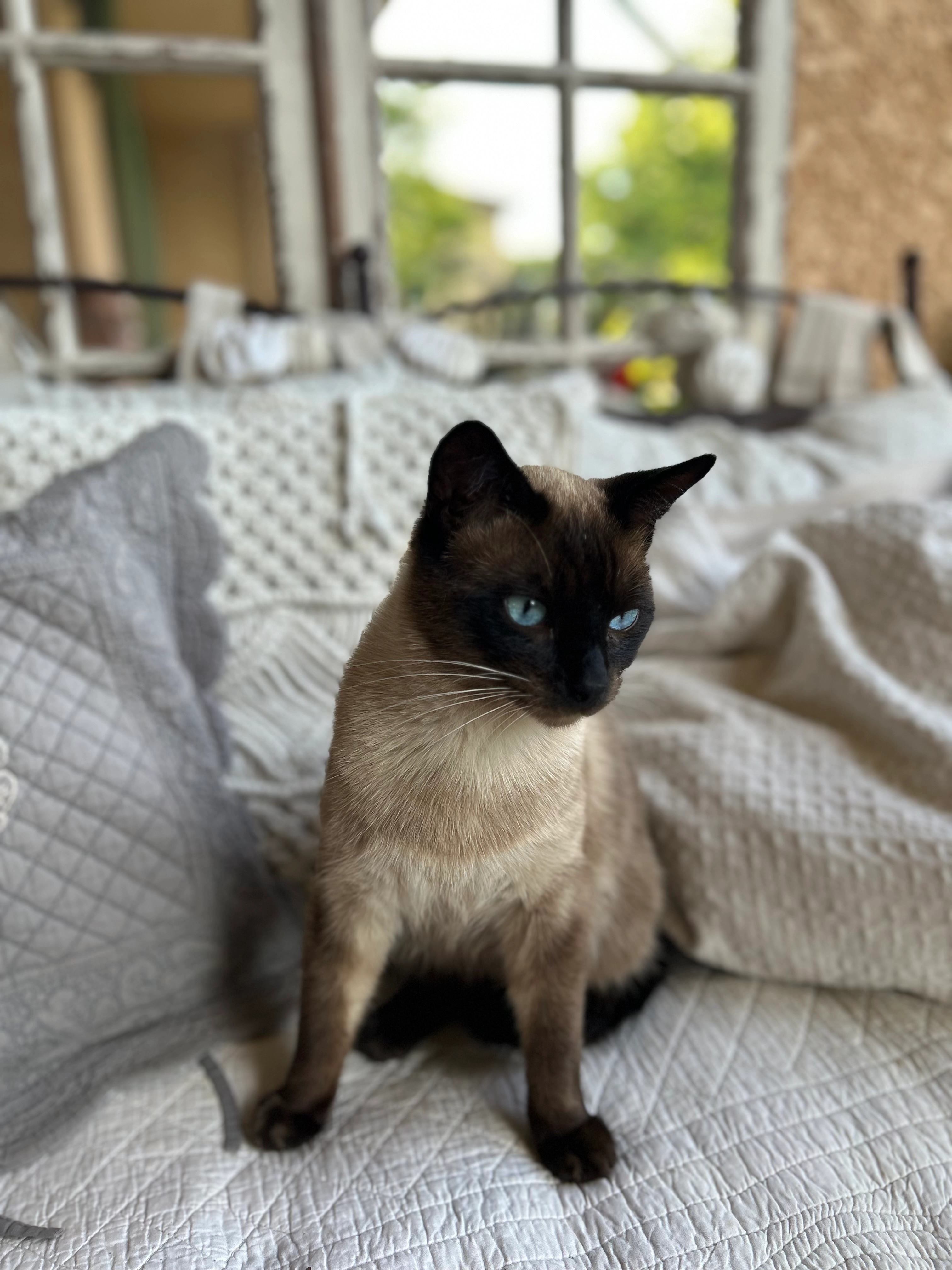 Moka - 45 Avenue Guillaume le Taciturne, Orange