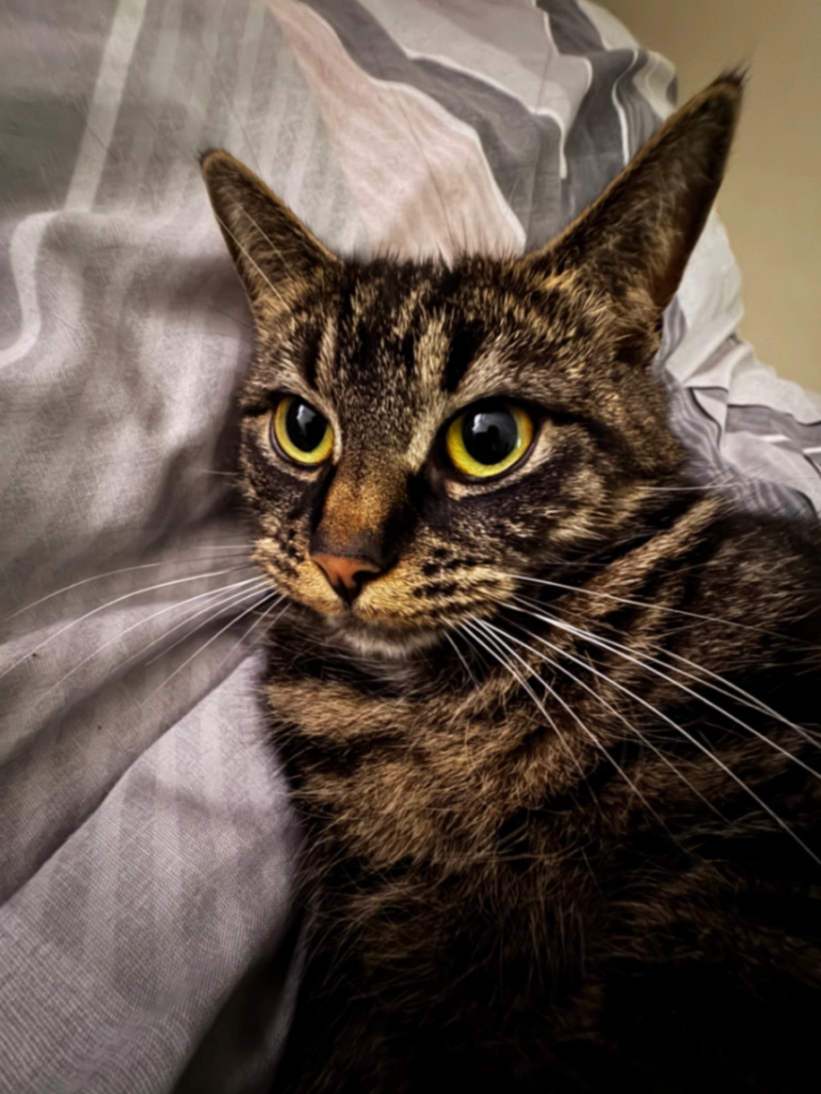 Mimi - NN17 2, Corby