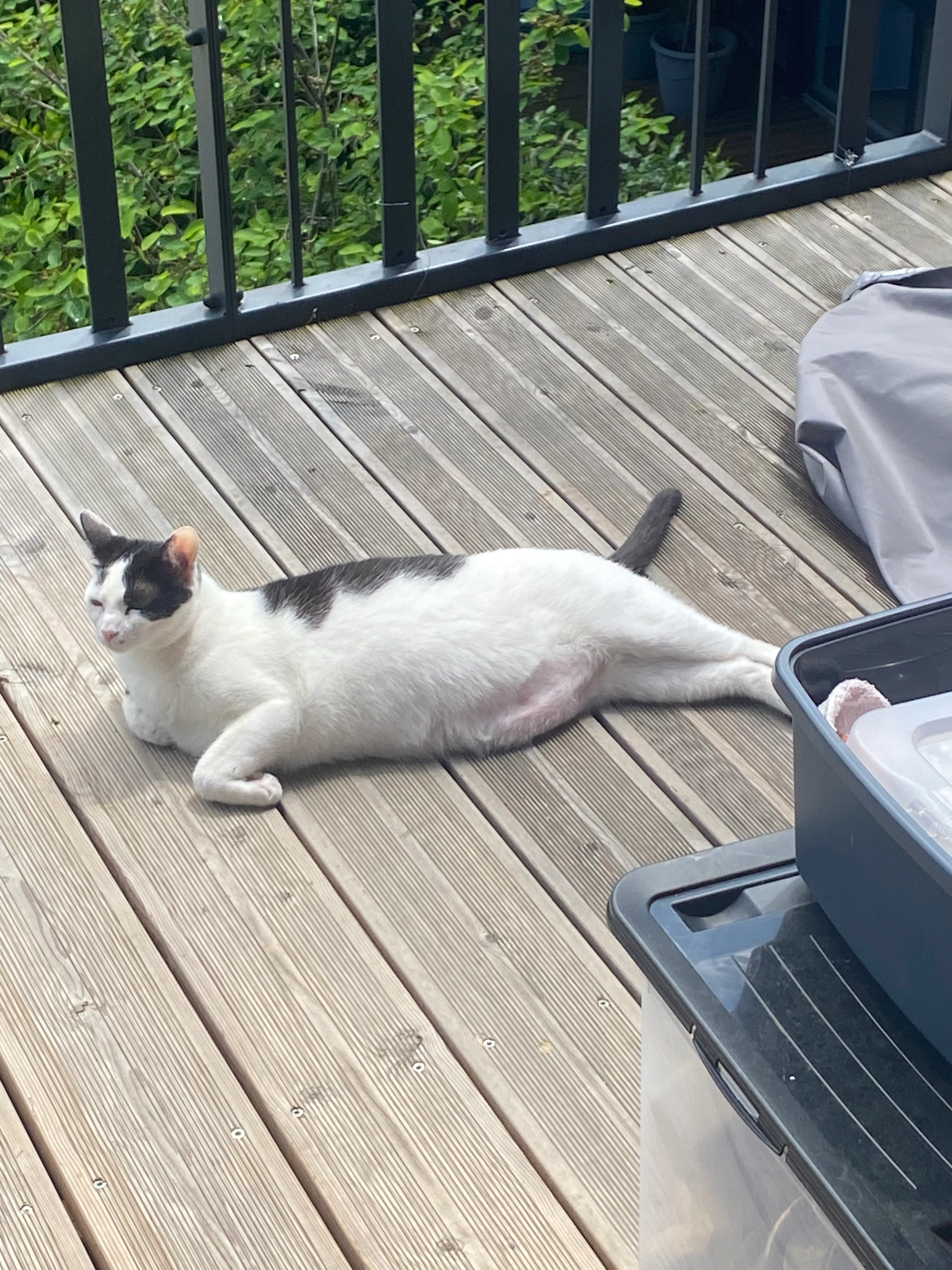 Maia - 111 Avenue de Fronton, Saint-Alban