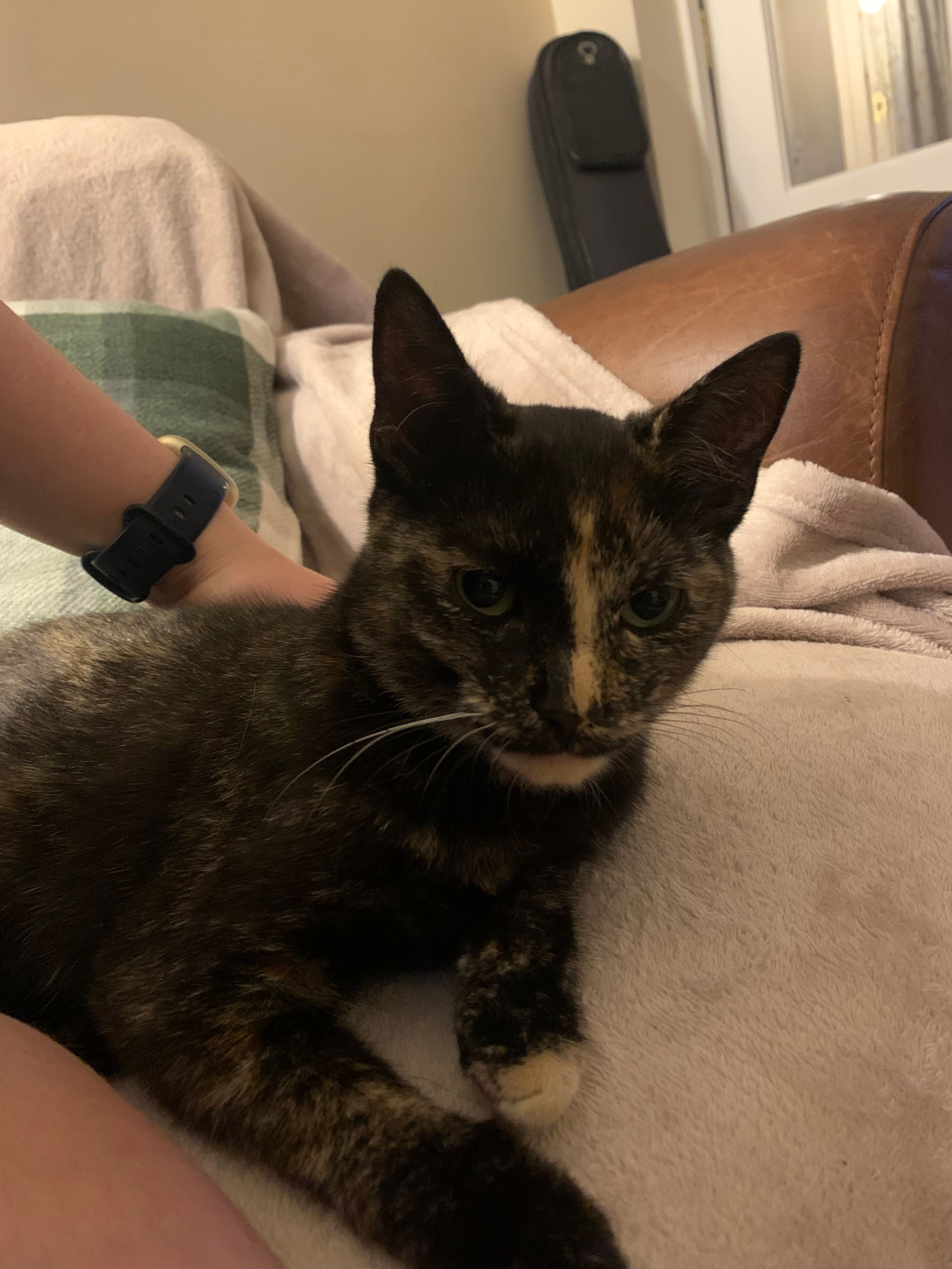 Fawn - Stockman's Lane, Belfast