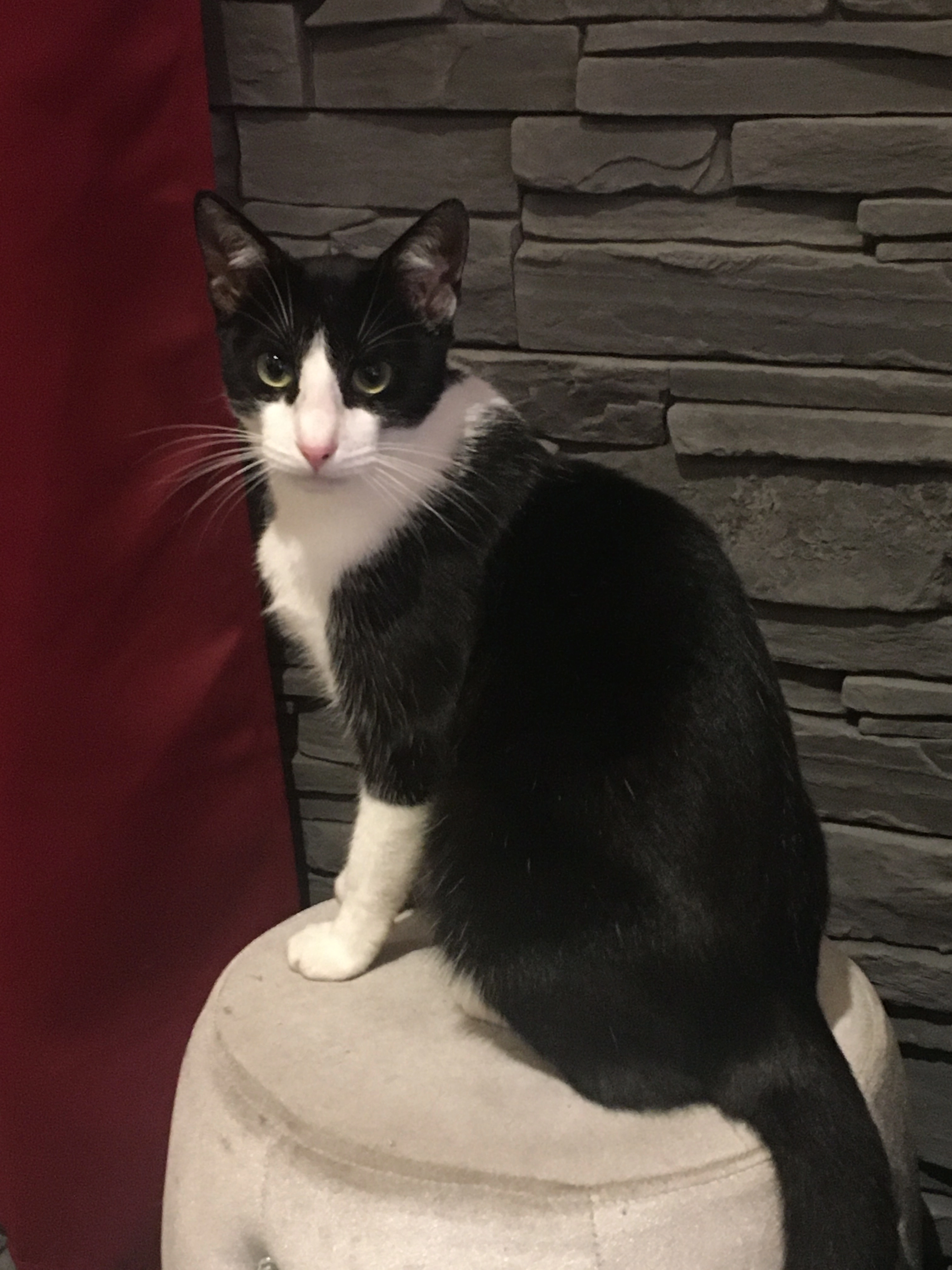 Babou - Rue Des Pâtures, Montoir-de-Bretagne