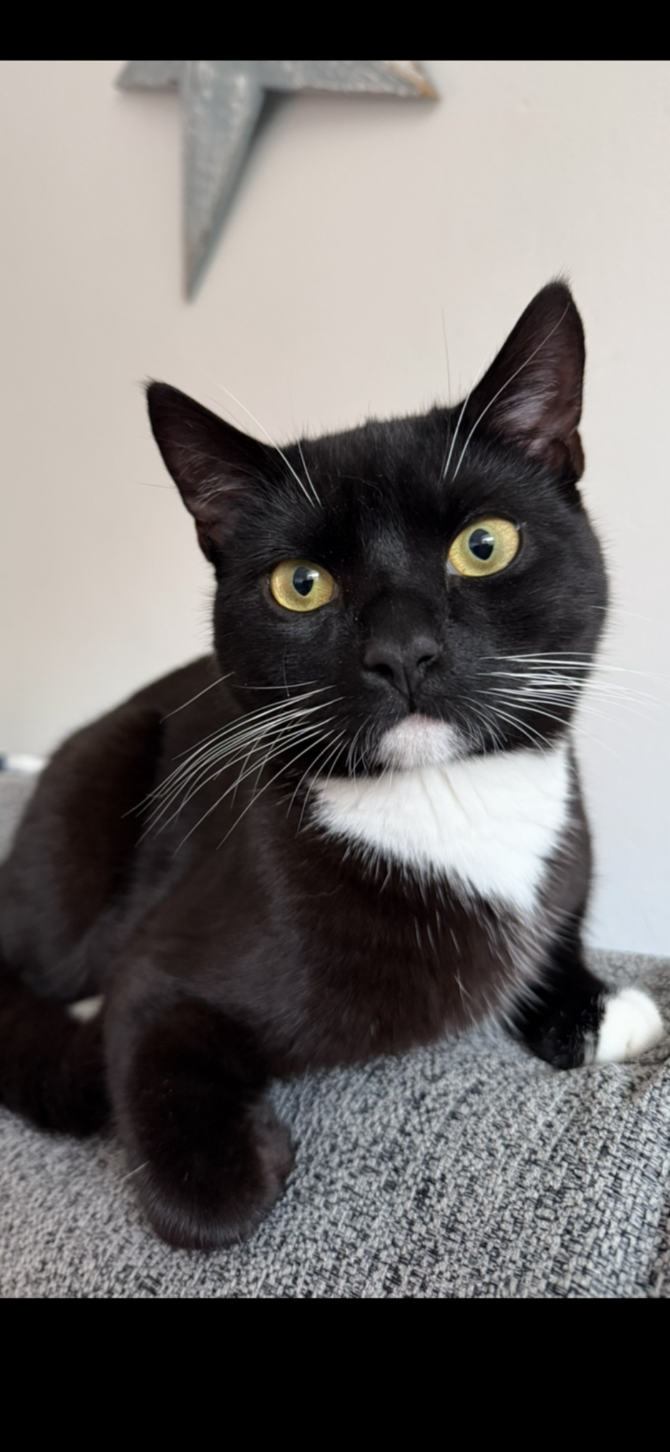 Cat - 4 Pendragon Hill, Cambridge