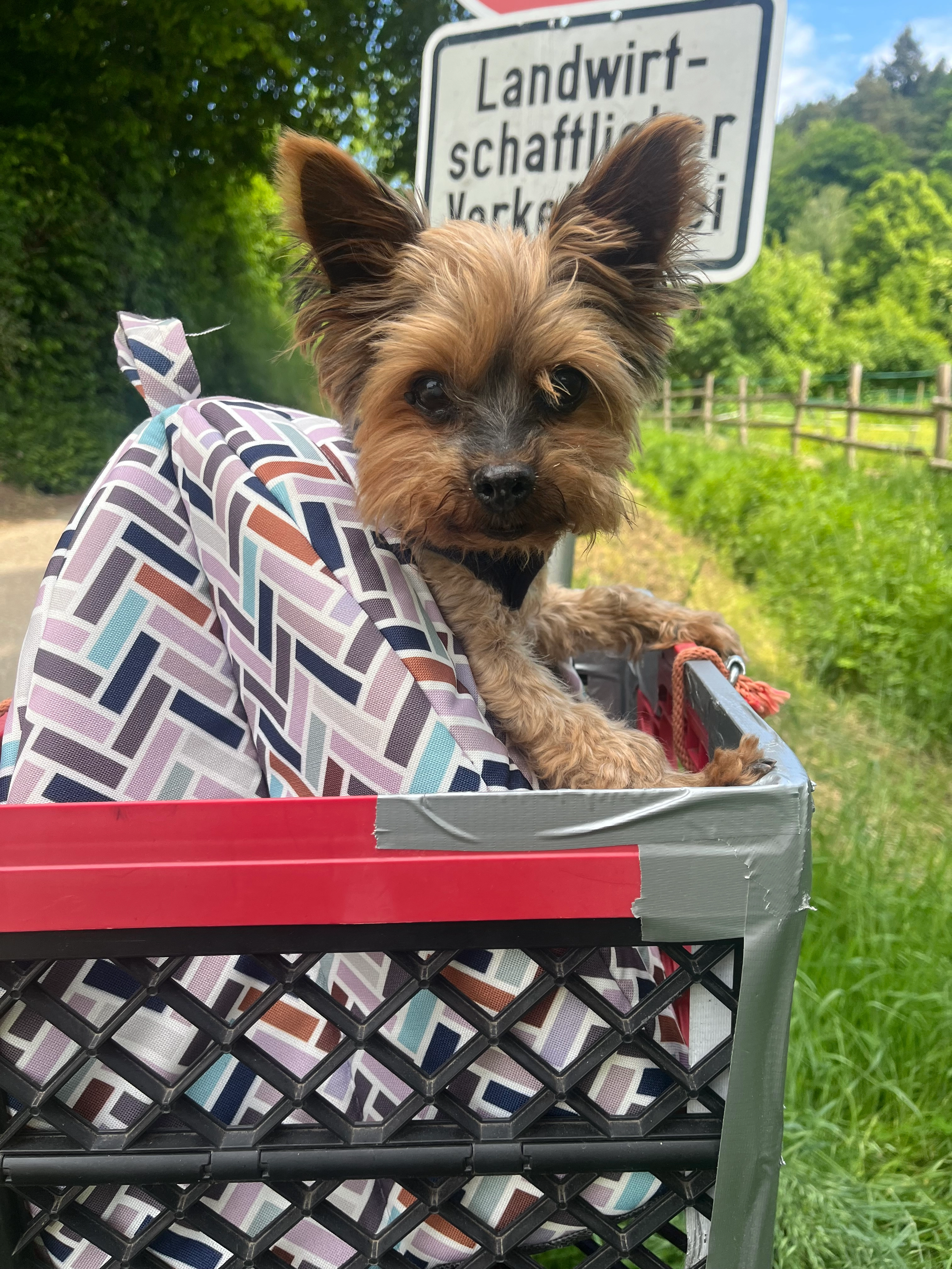 Dopsy - Kreuzkopfrundweg, Freiburg im Breisgau