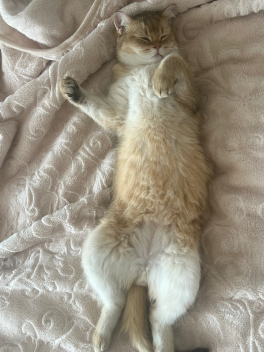 Kevin - L455.2, Tohatin