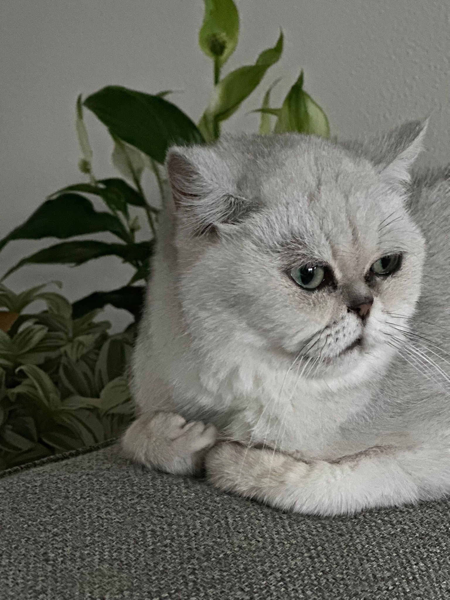 Ella  - Leeuwerikstraat, Oldenzaal