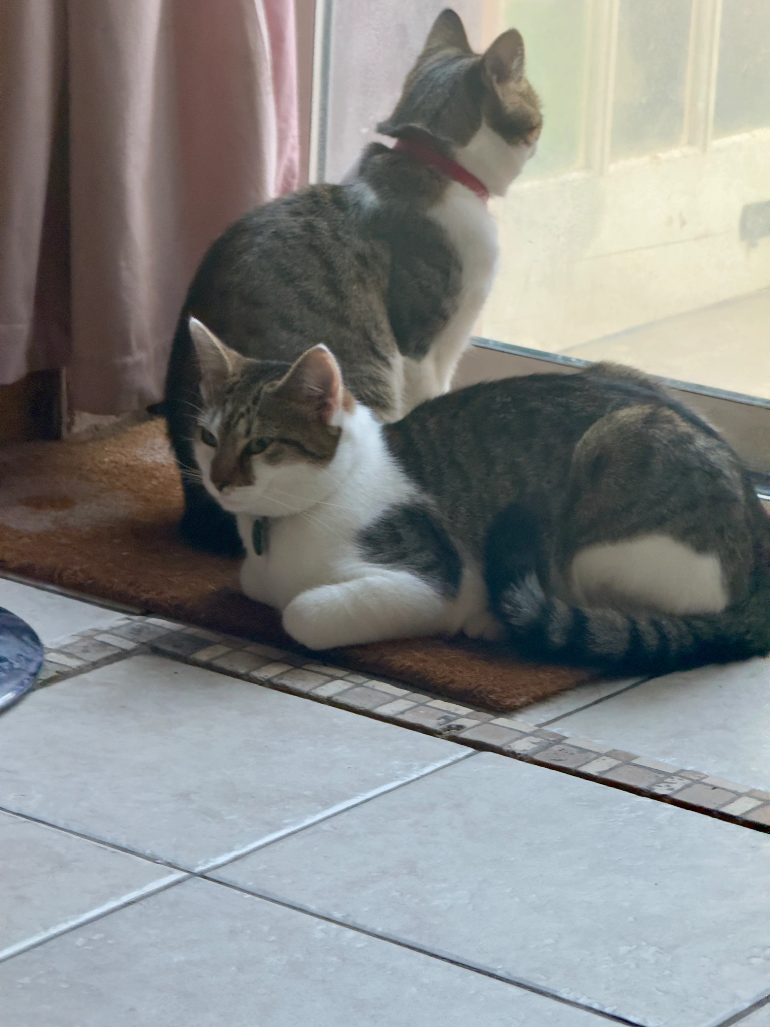 Loki - Brocket Way, Chigwell