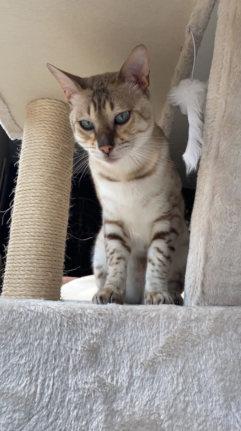 Simba - Blaubergsesteenweg, Herselt