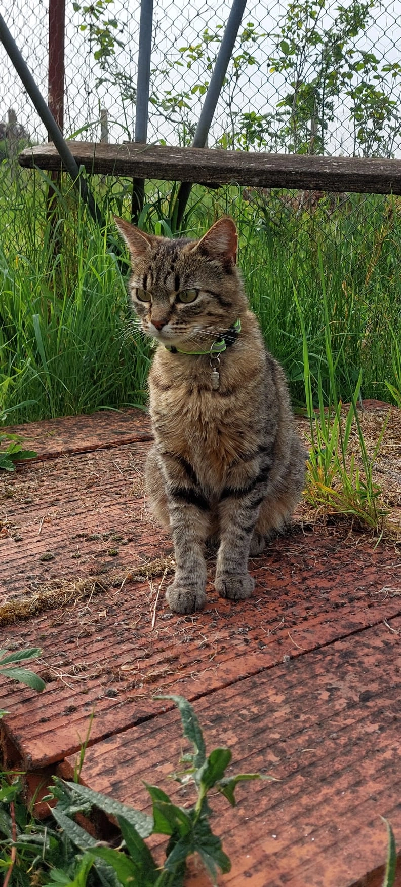 Tartine - 223 Rue du Marchais Muraillé, Amilly