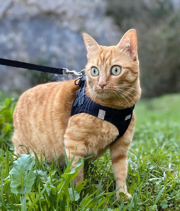 June - Impasse Cordier, Saint-Genis-Laval