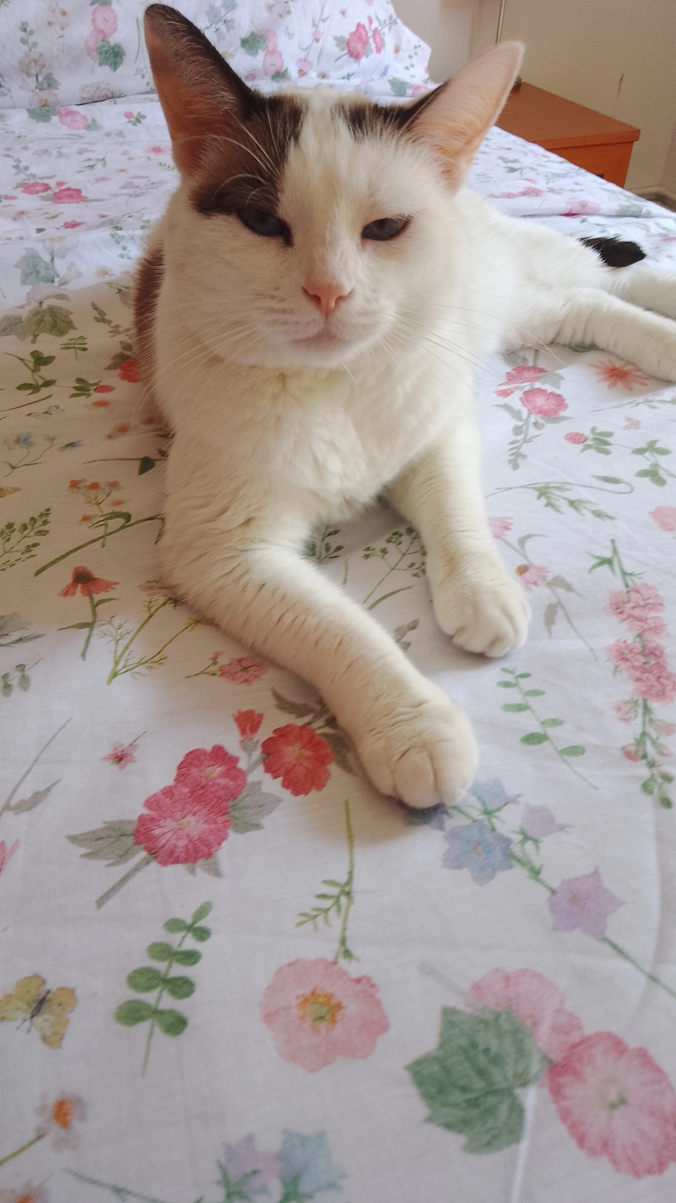 Michu michu - Calle Pedroso, Tordesillas