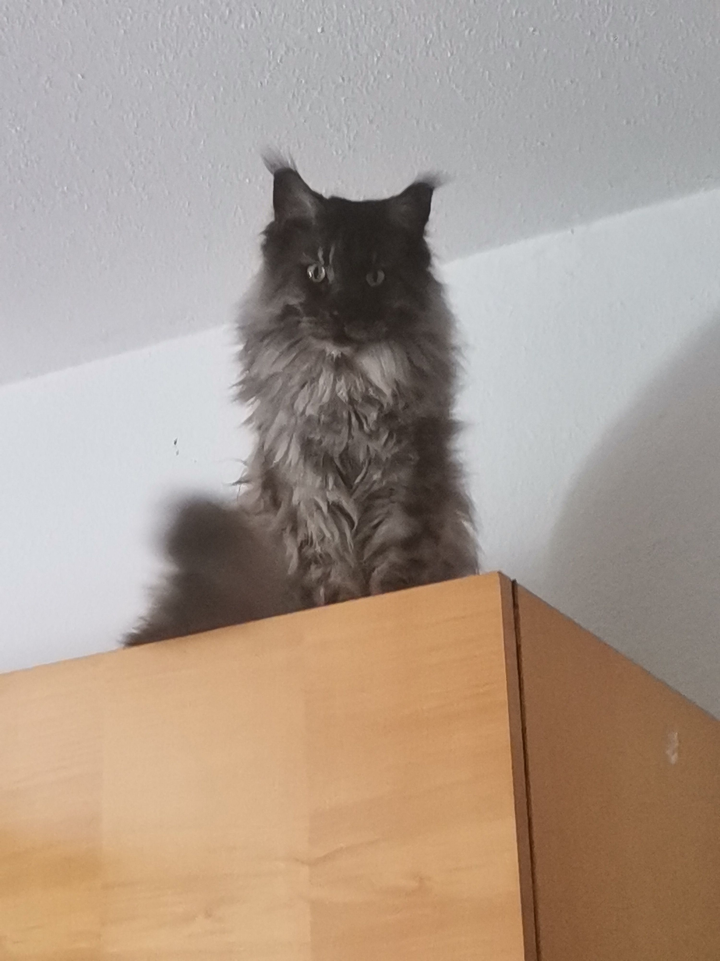 Tecky - Glashüttenweg, Wolfach