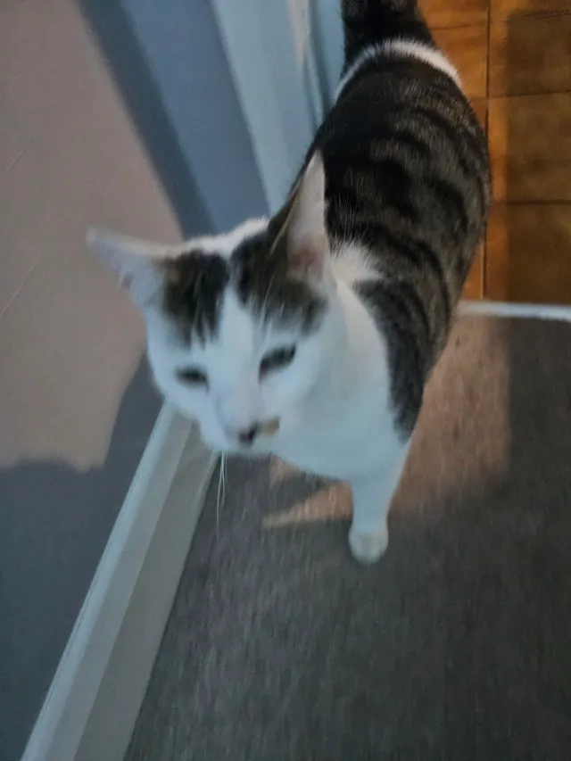 Billy - TW4 7, Hounslow