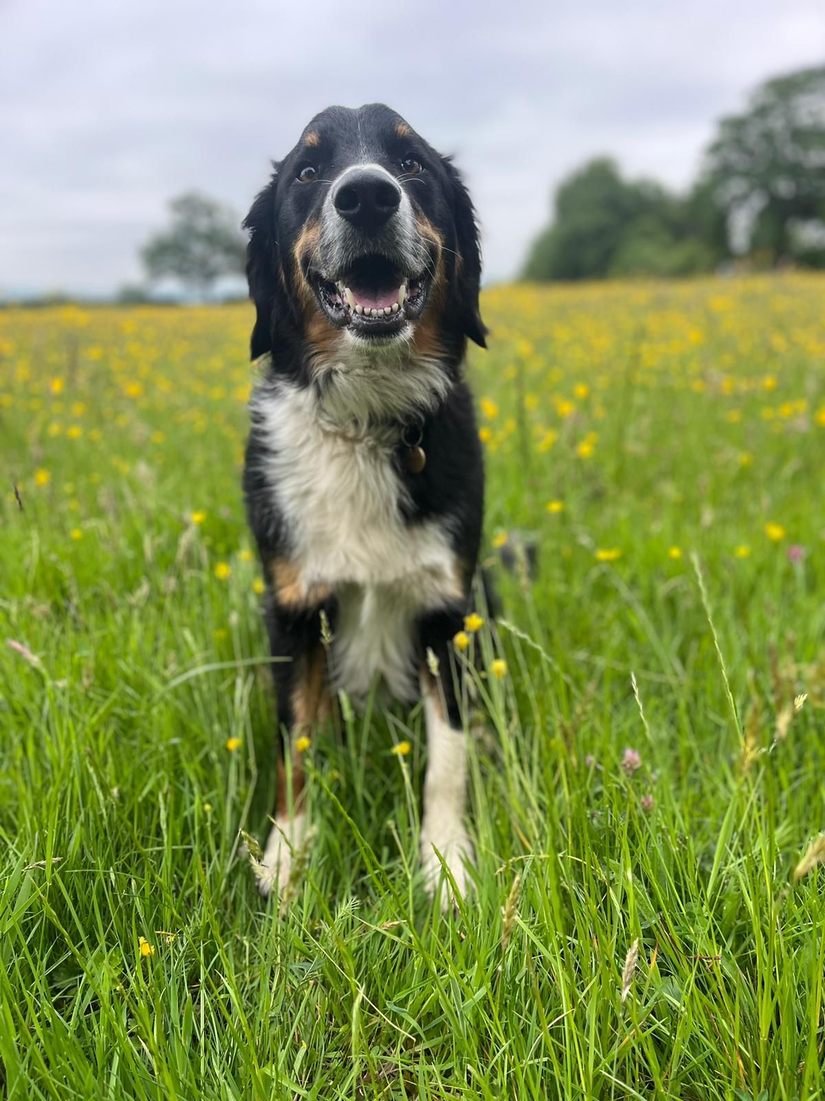 Bear - Hencote Lane, Shrewsbury