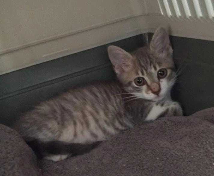 Cookie - Rue Clog Strebler, Kintzheim